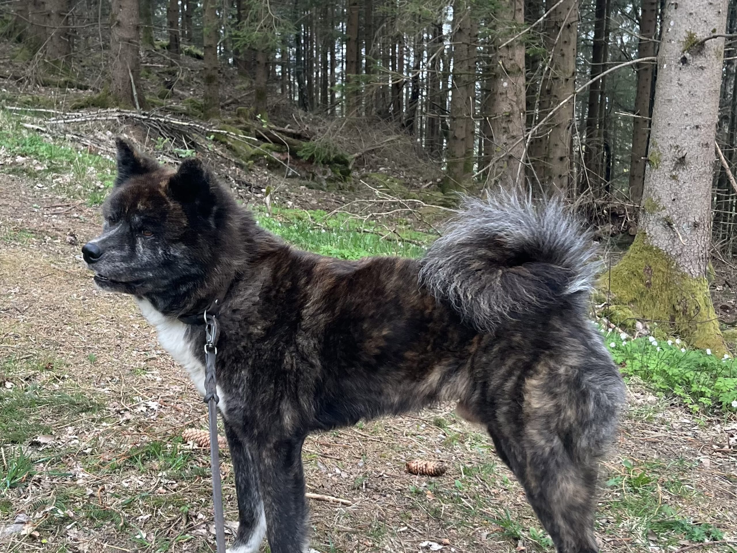 Far: Bei