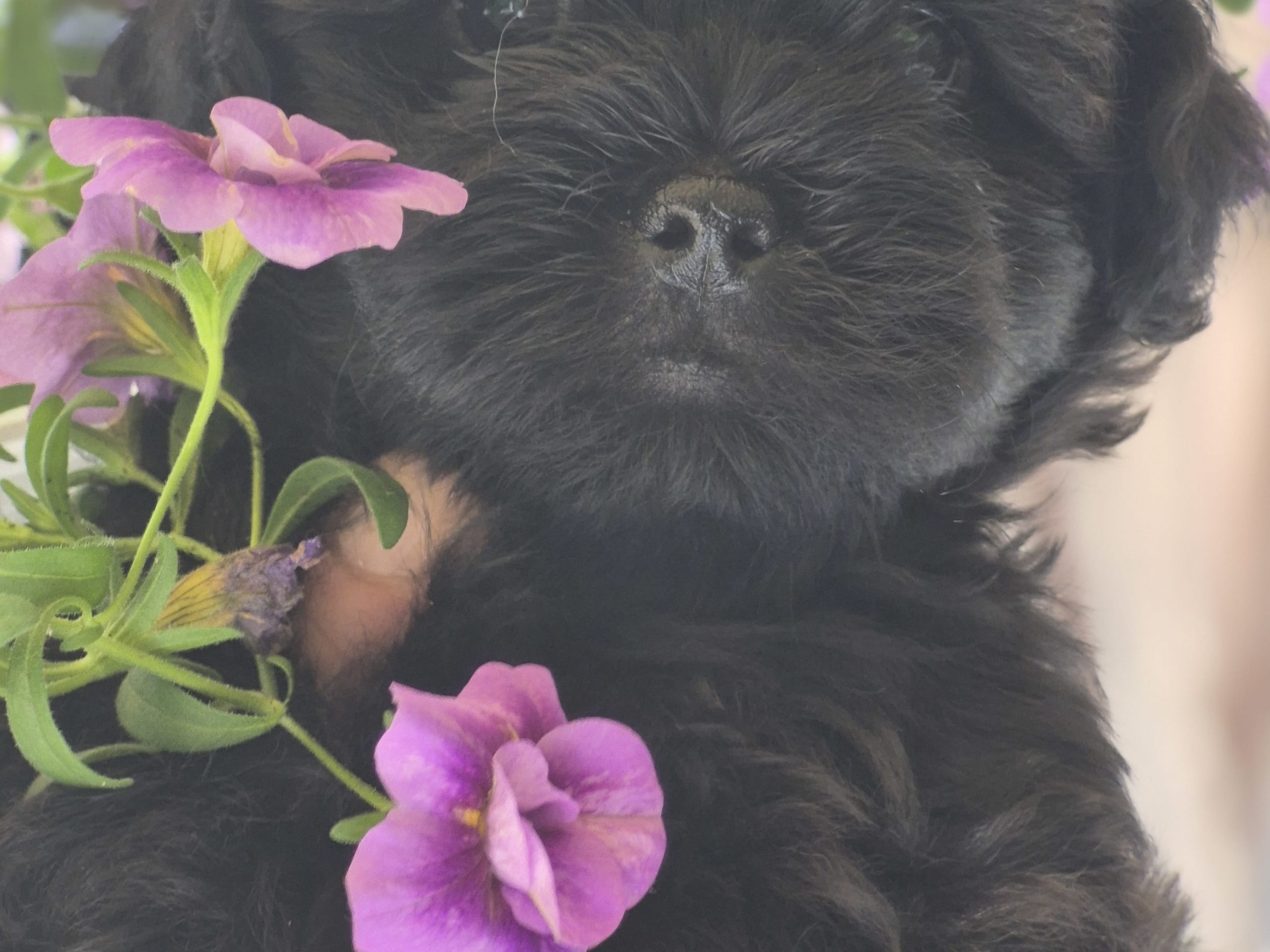 Puppy: Hane 3