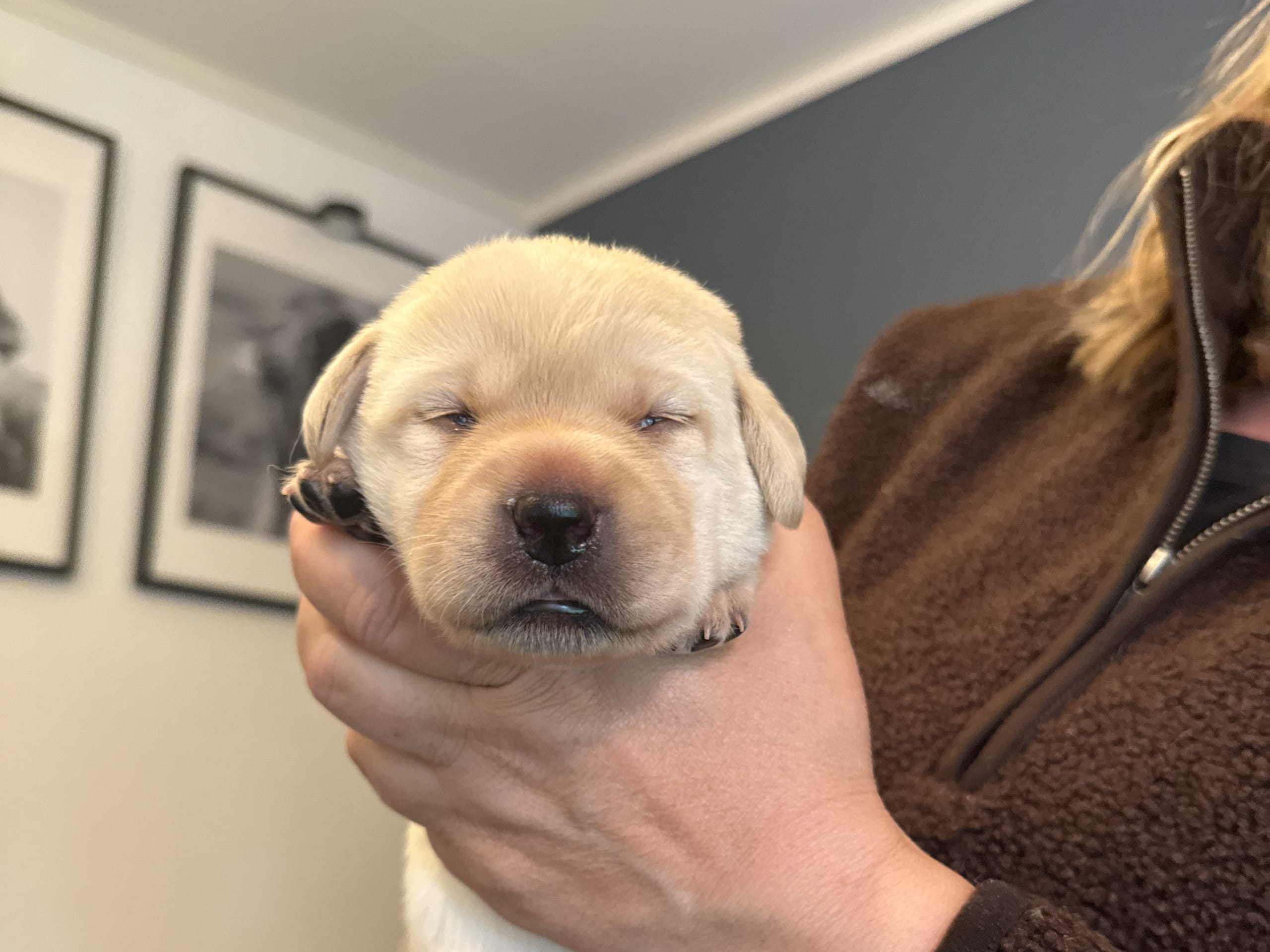 Puppy: Hane 1