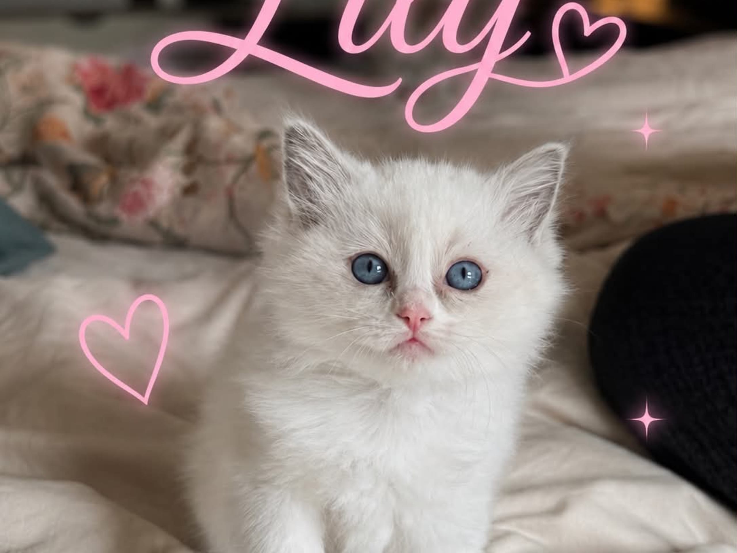 Lily