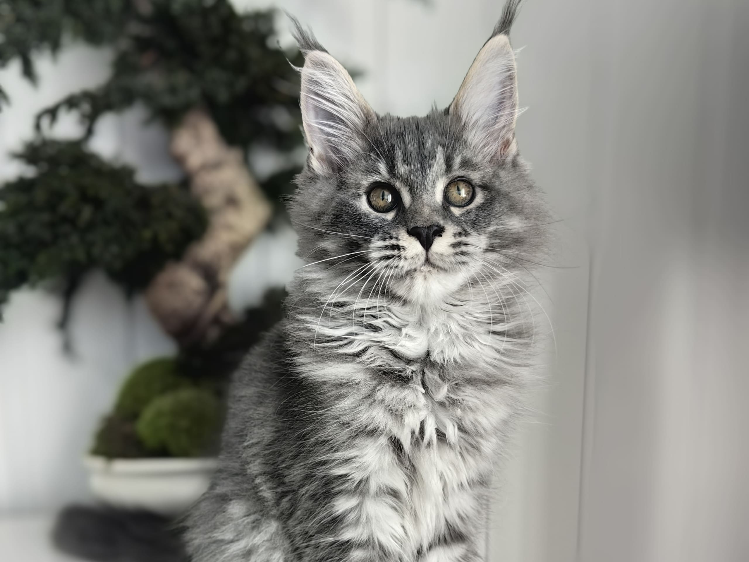 Maine Coon · Årnes · NO *Golden Lynx