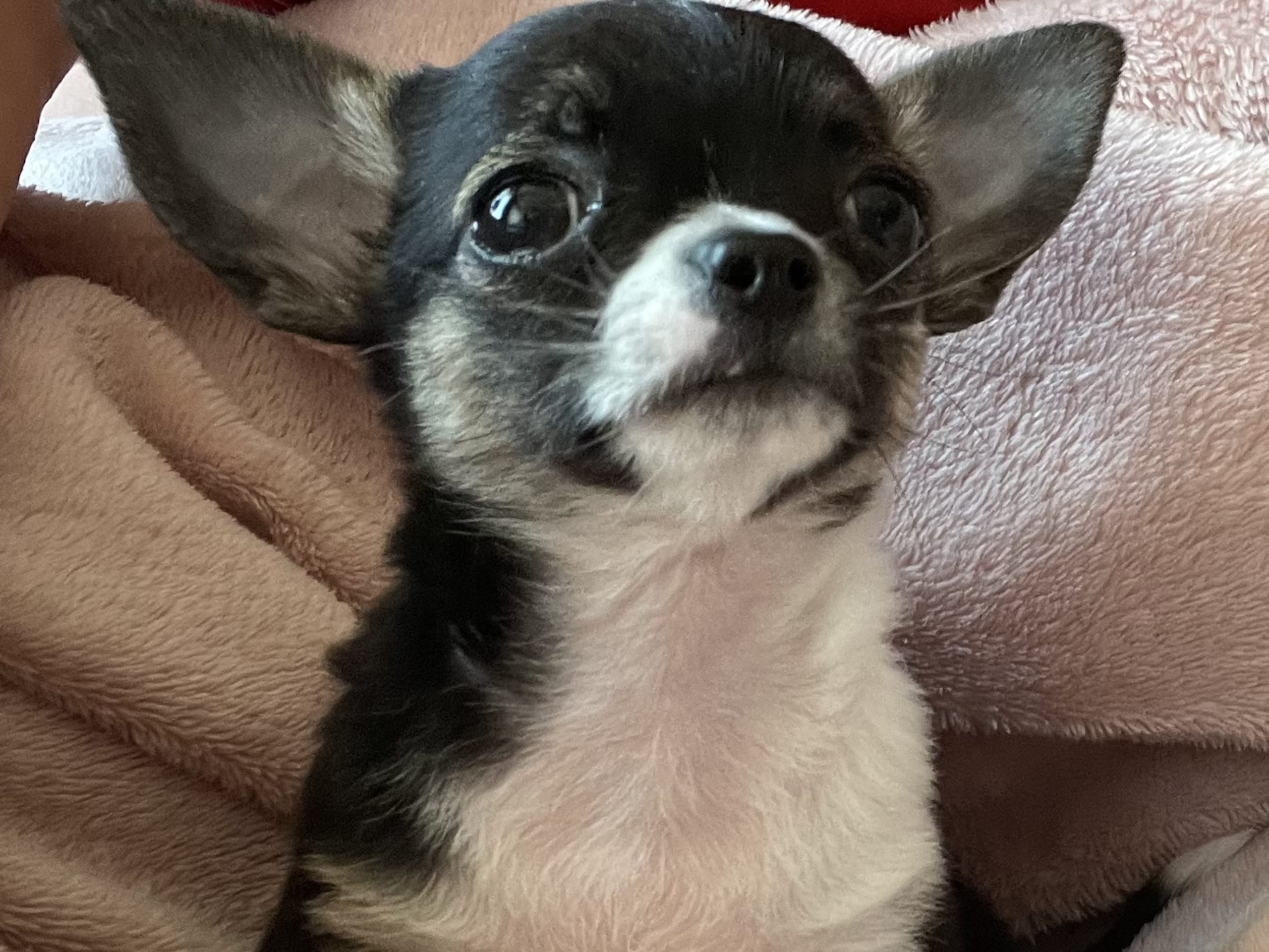 Puppy: Bamse