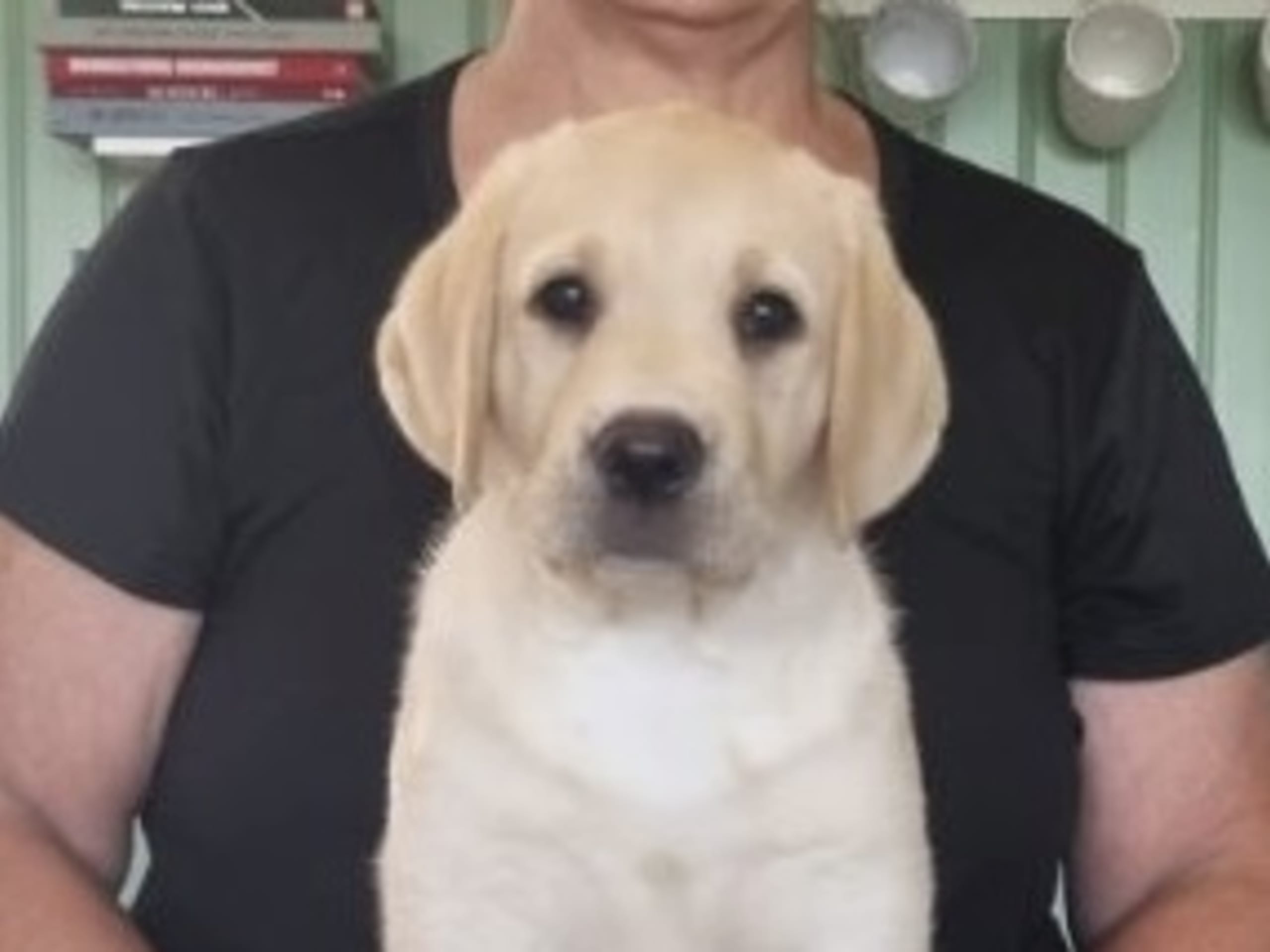 Puppy: Bromo