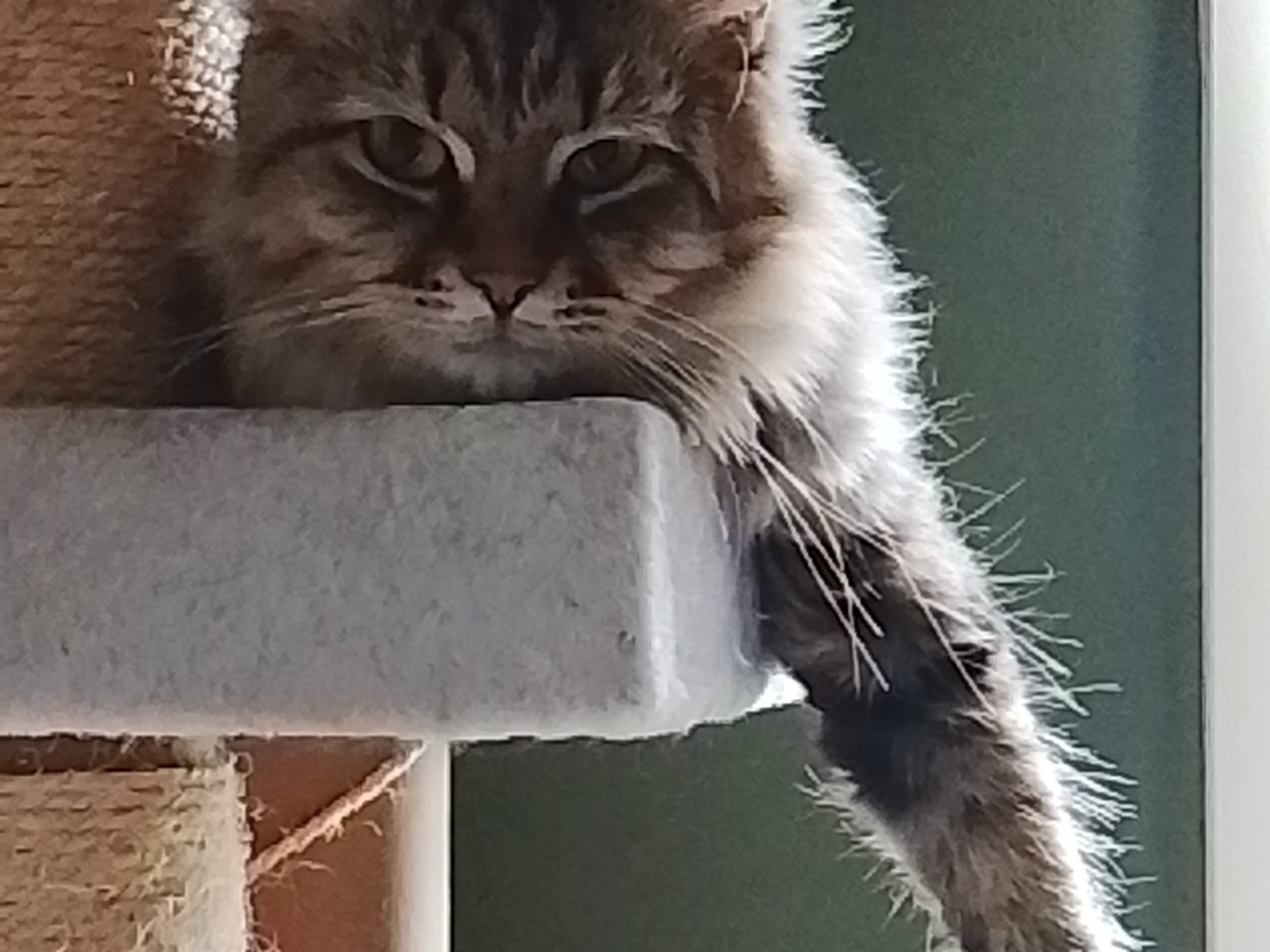 Hunnkatt 1