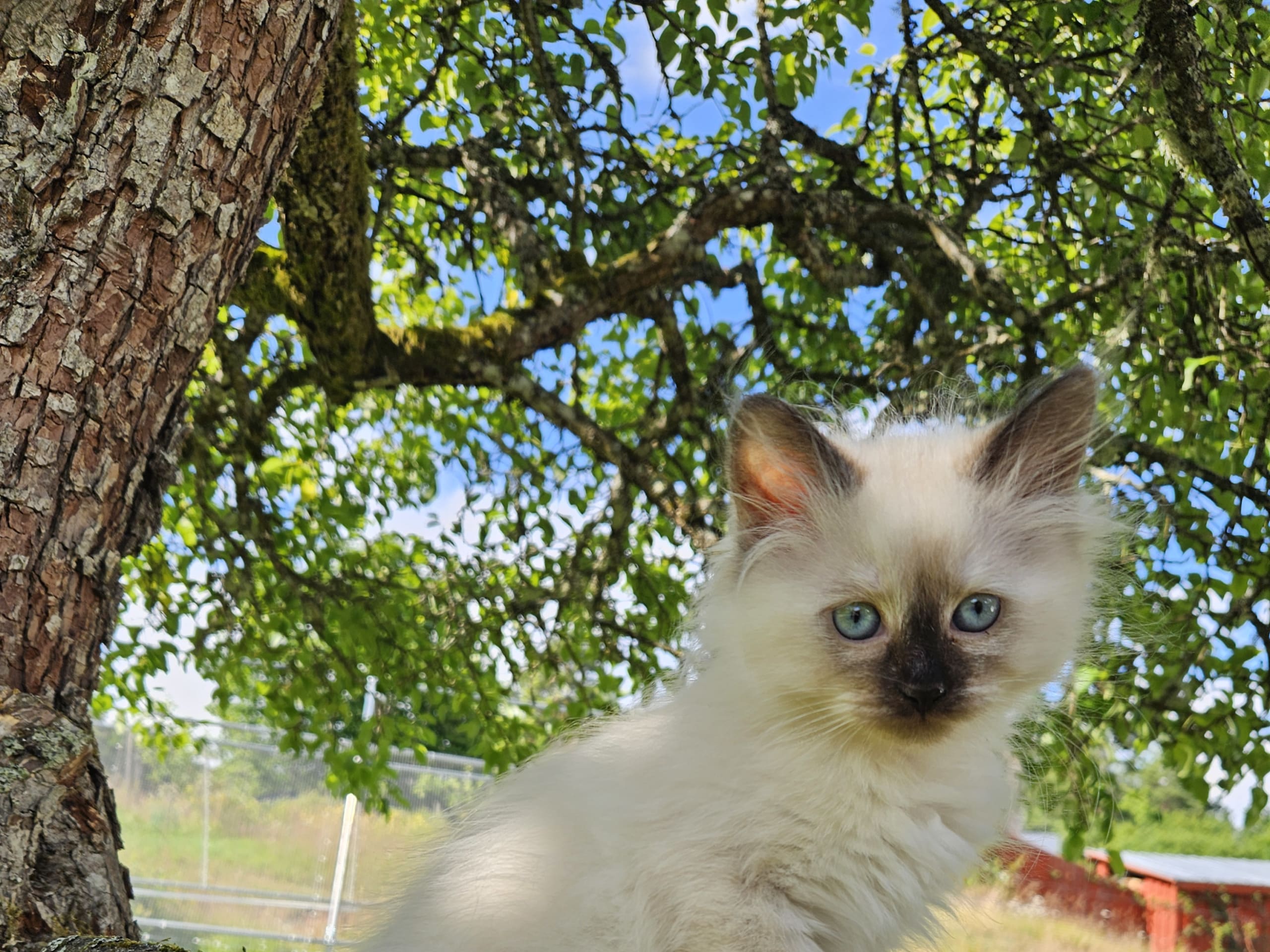 kitten: SE*Knarren's Lycka