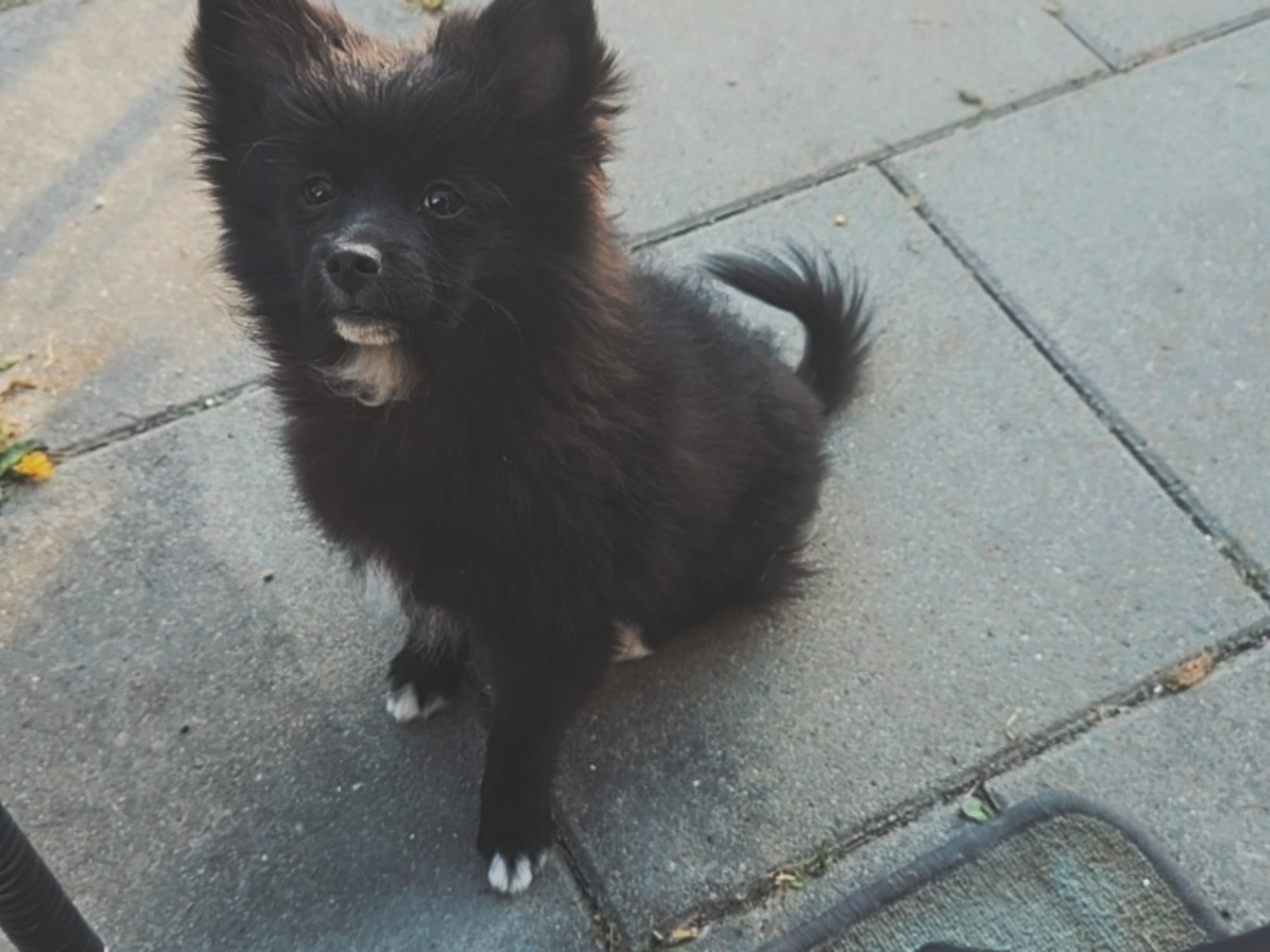 Puppy: Wilda