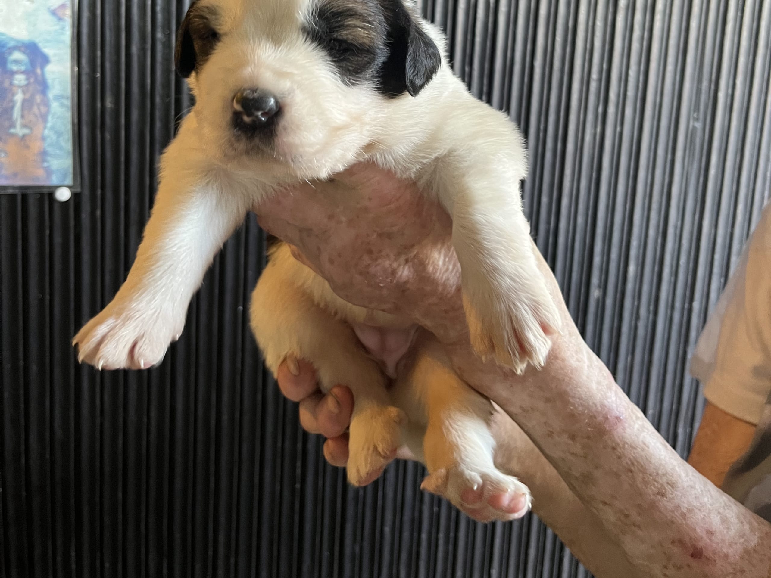 Puppy: Tik 1