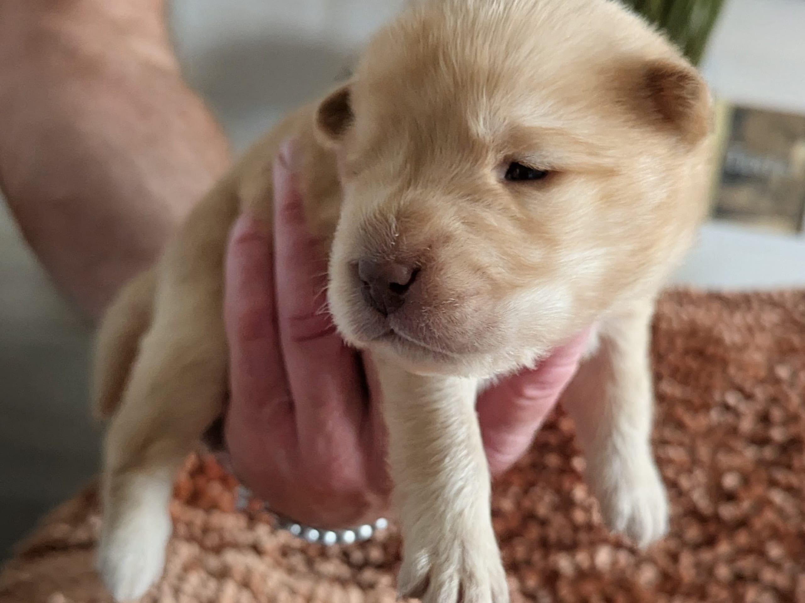 Puppy: Hane 3