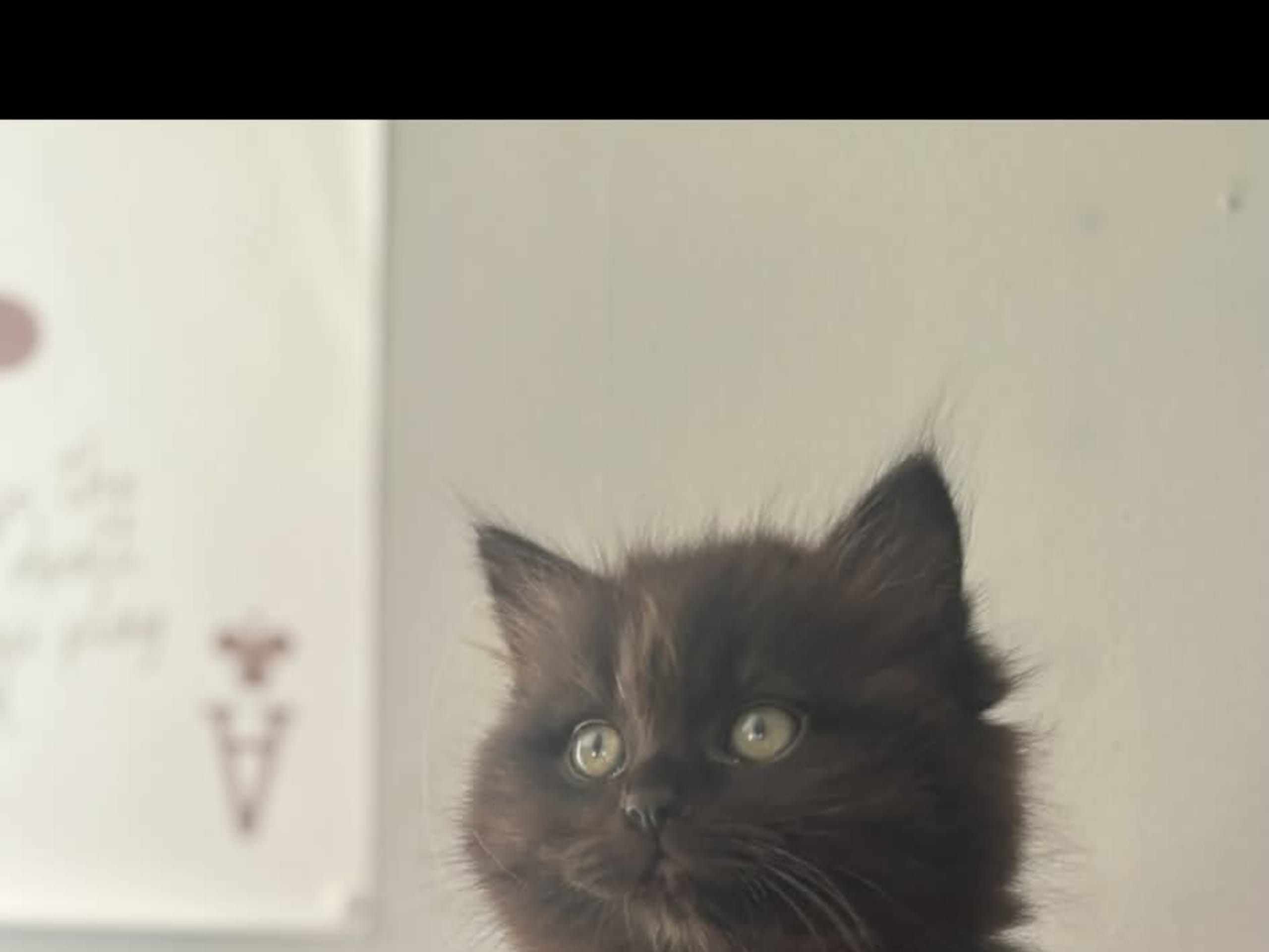 kitten: Änglakatts black rose