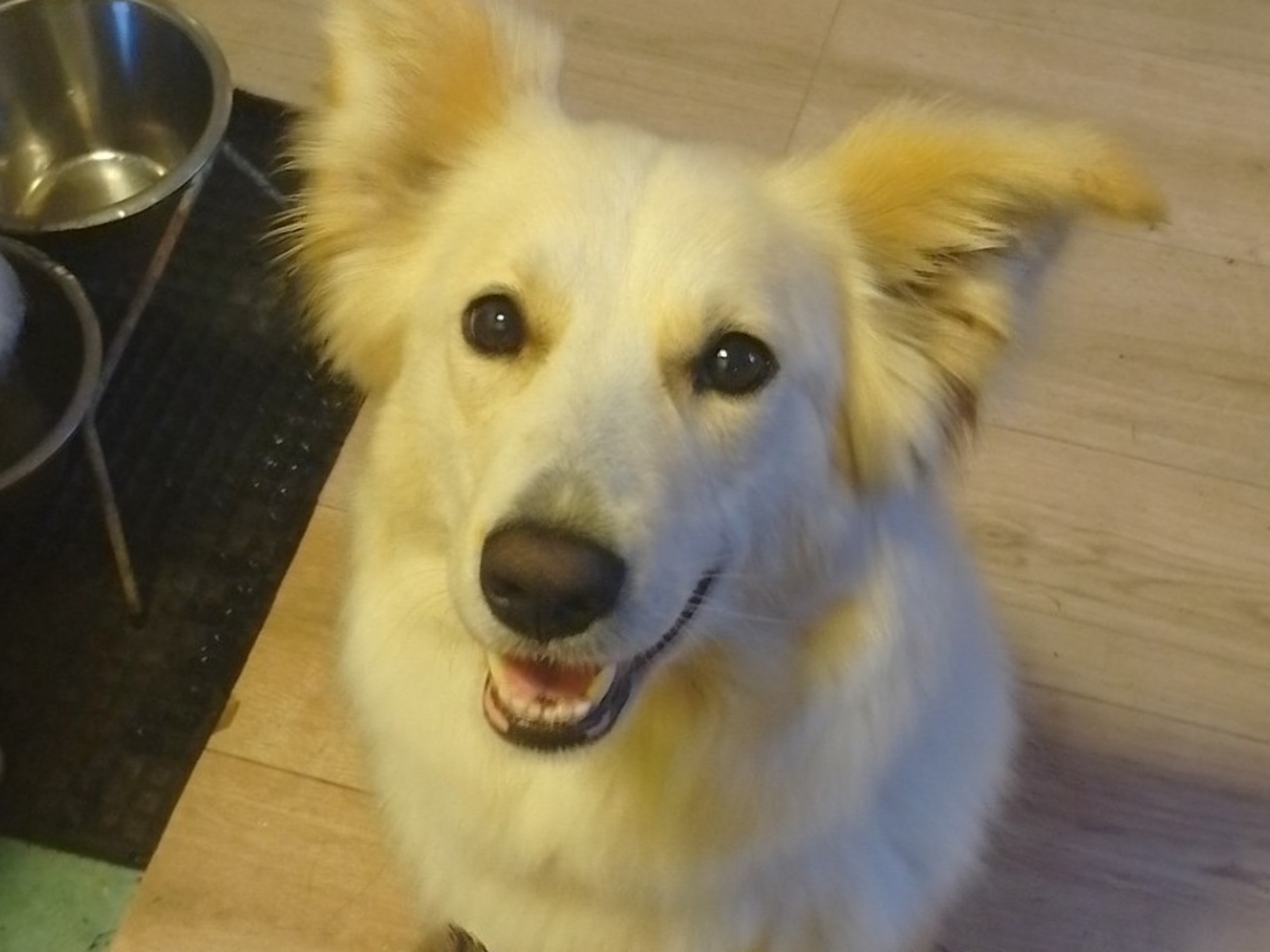 Hund: Tik 1