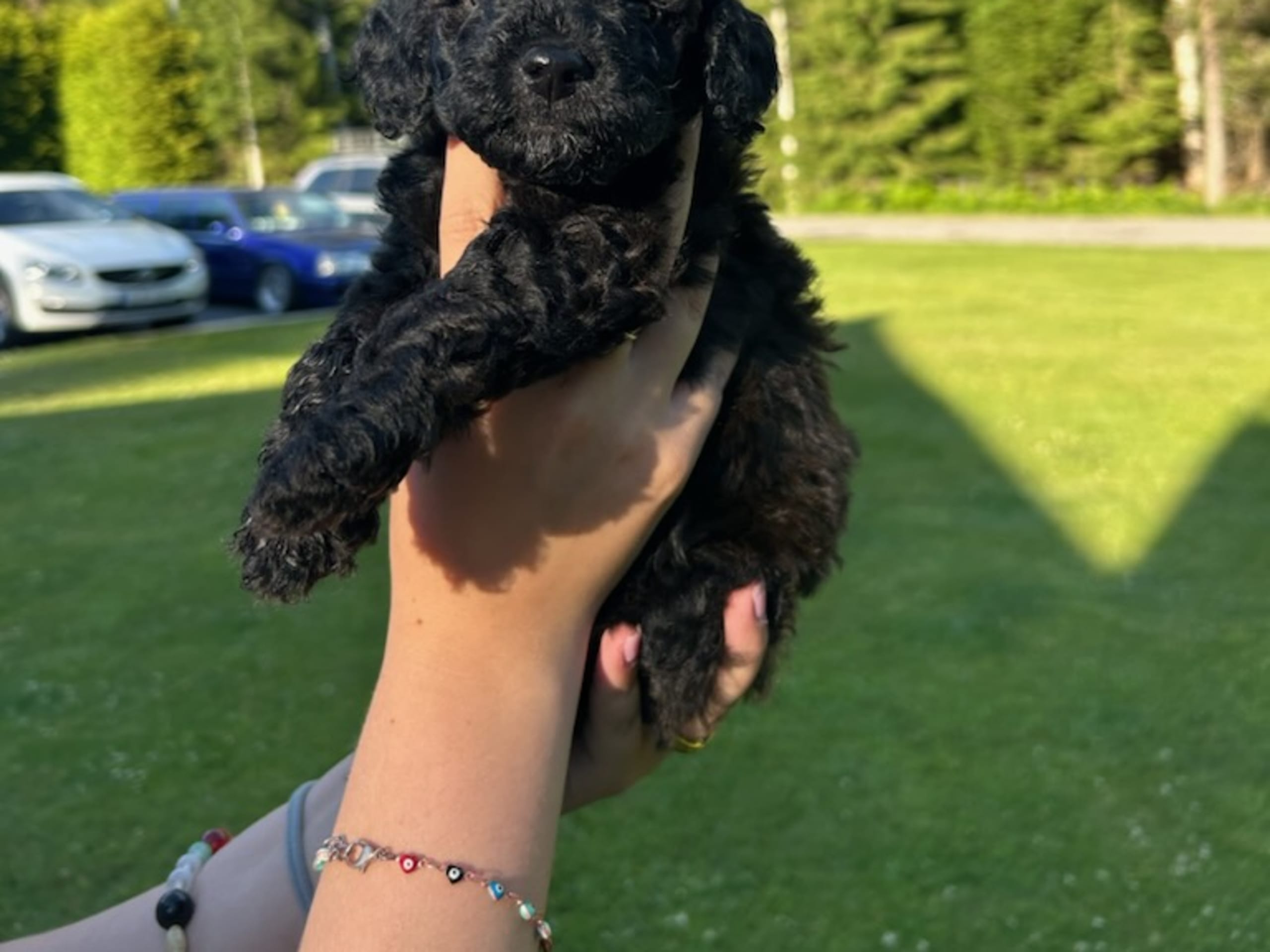 Puppy: Hane 3