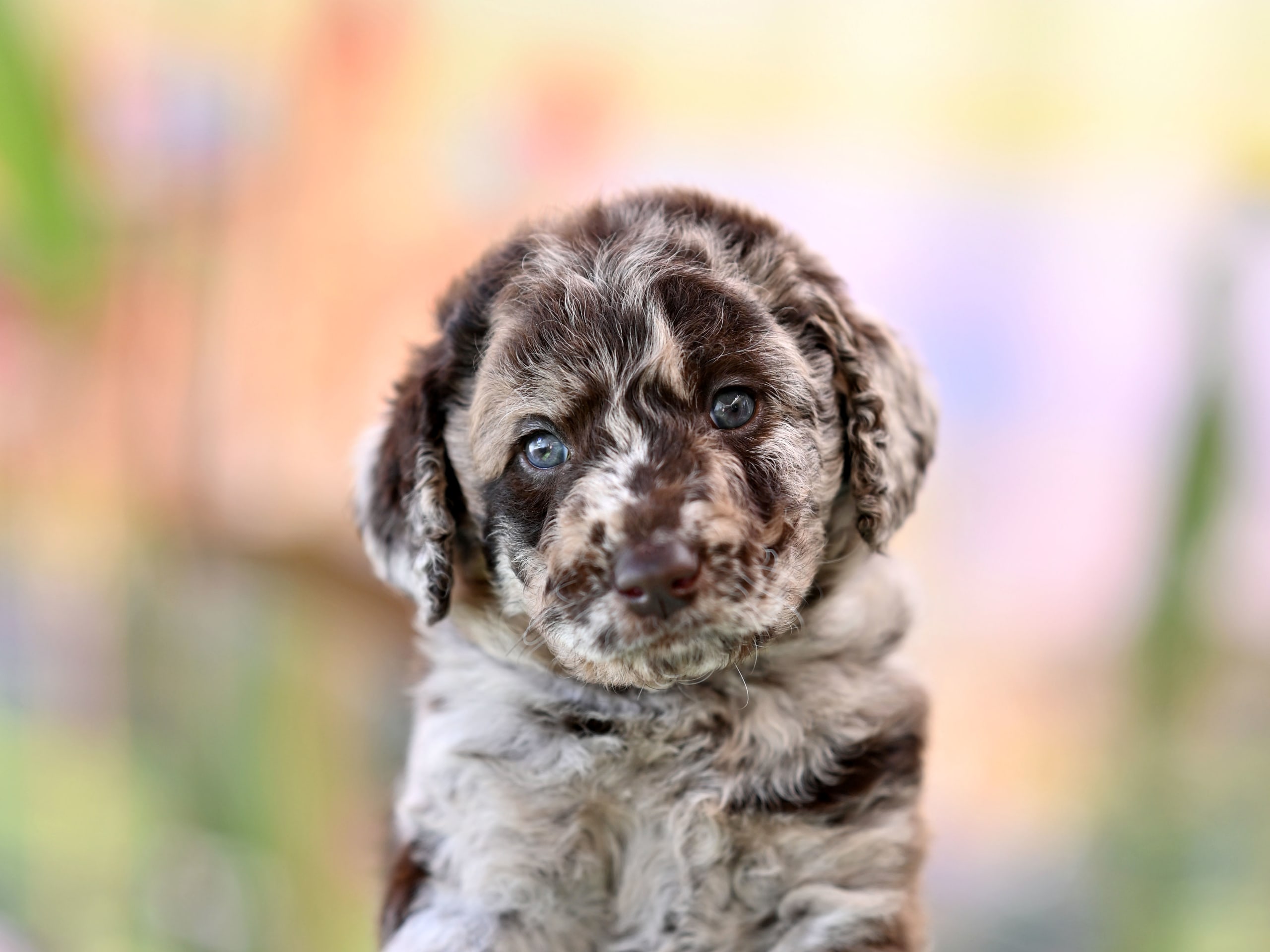 Puppy: Mango Tingad