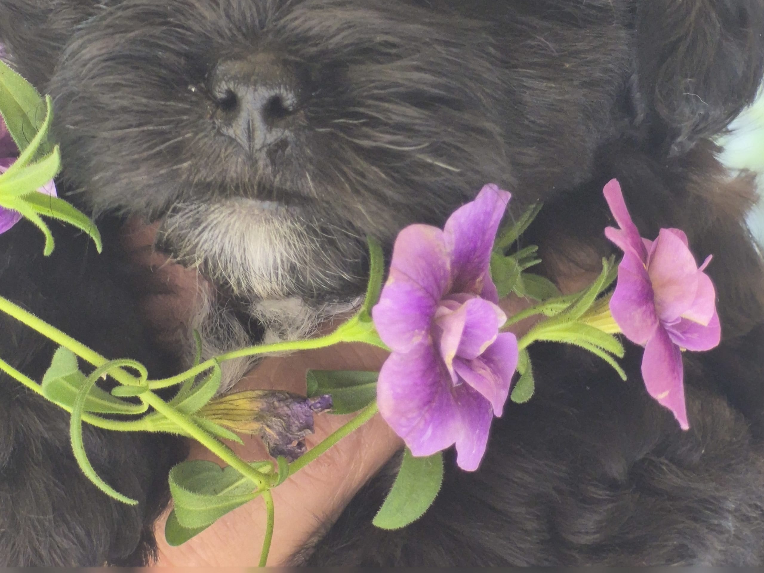 Puppy: Hane 1