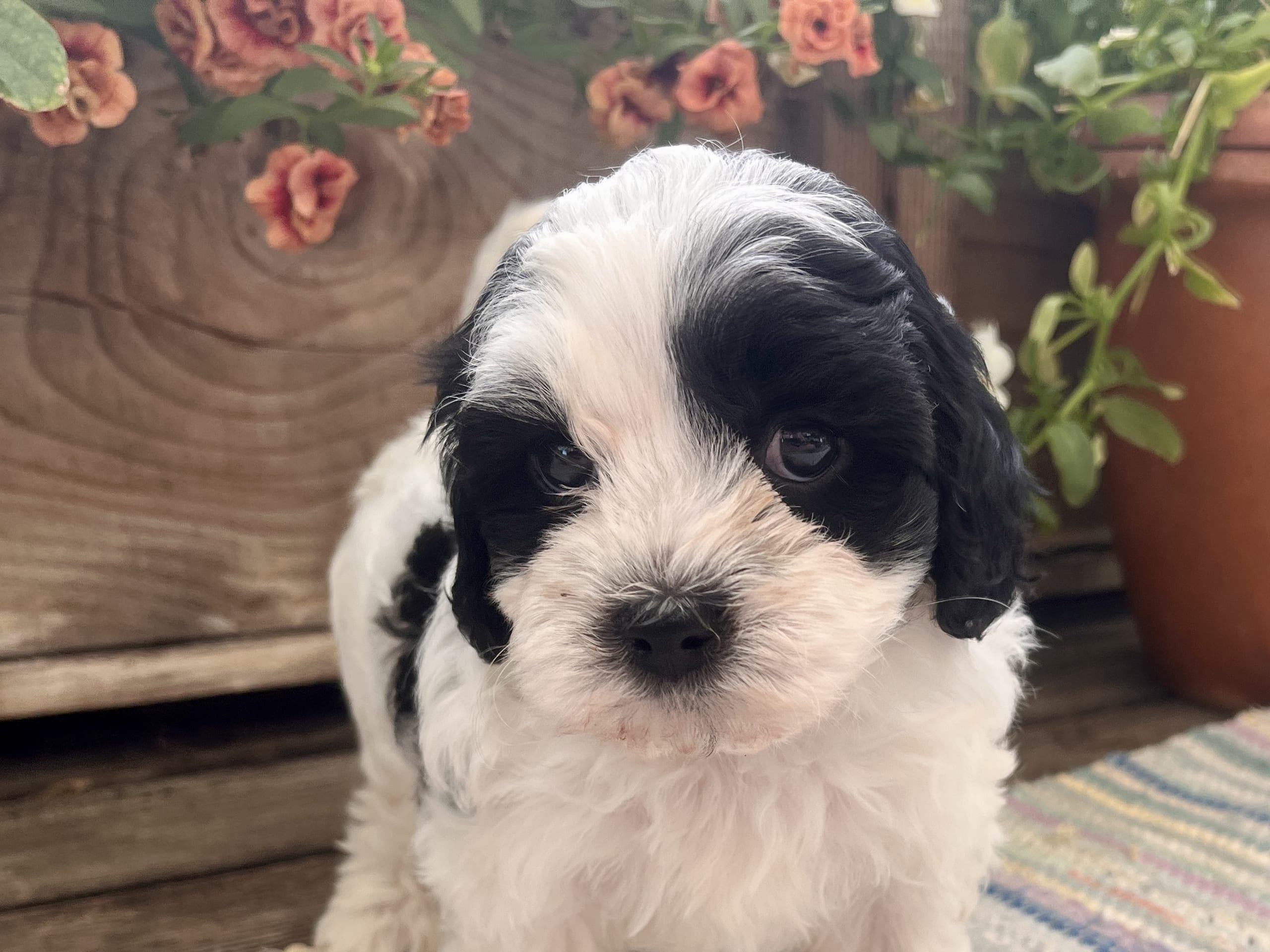 Puppy: Hane 2