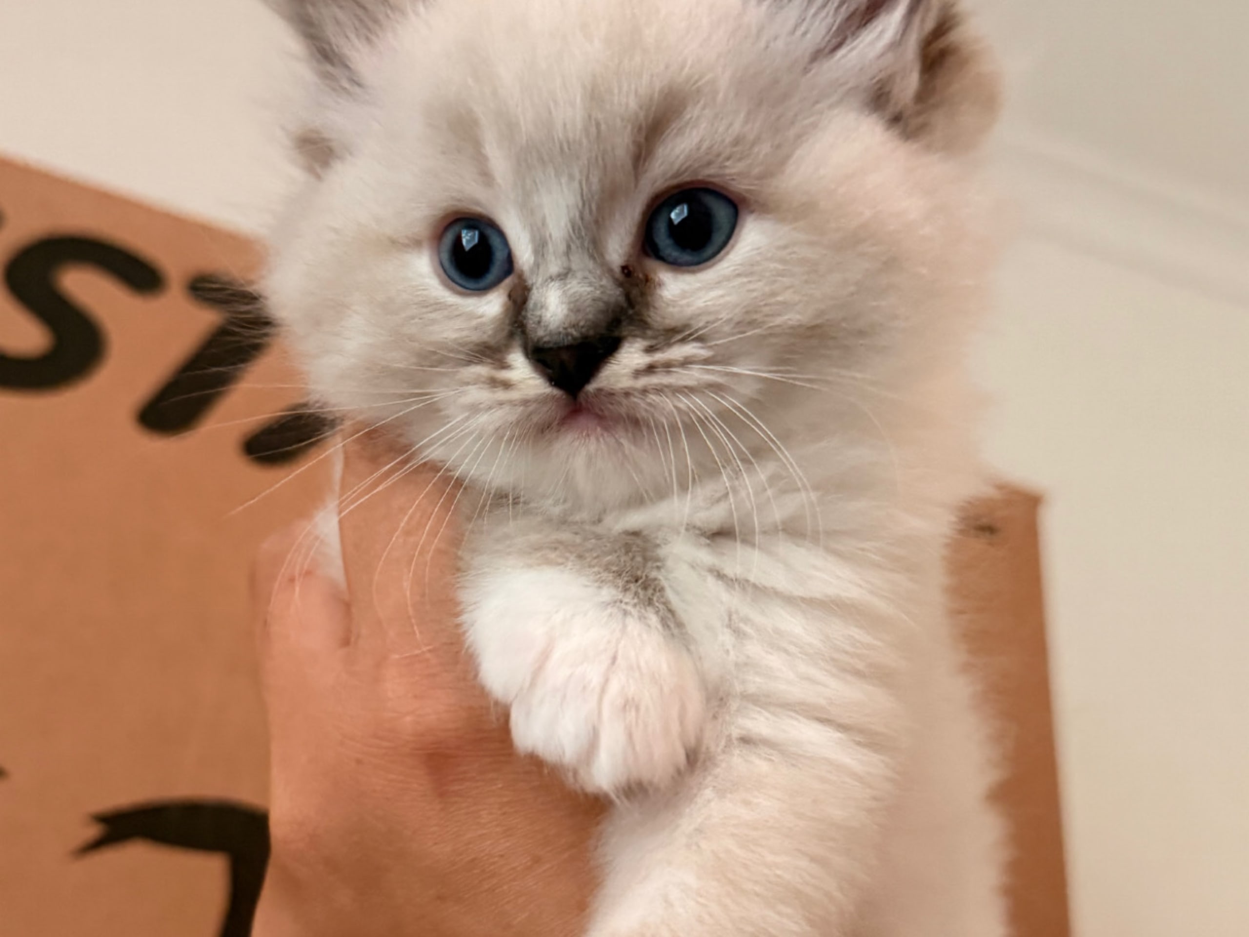 kitten: Gucci