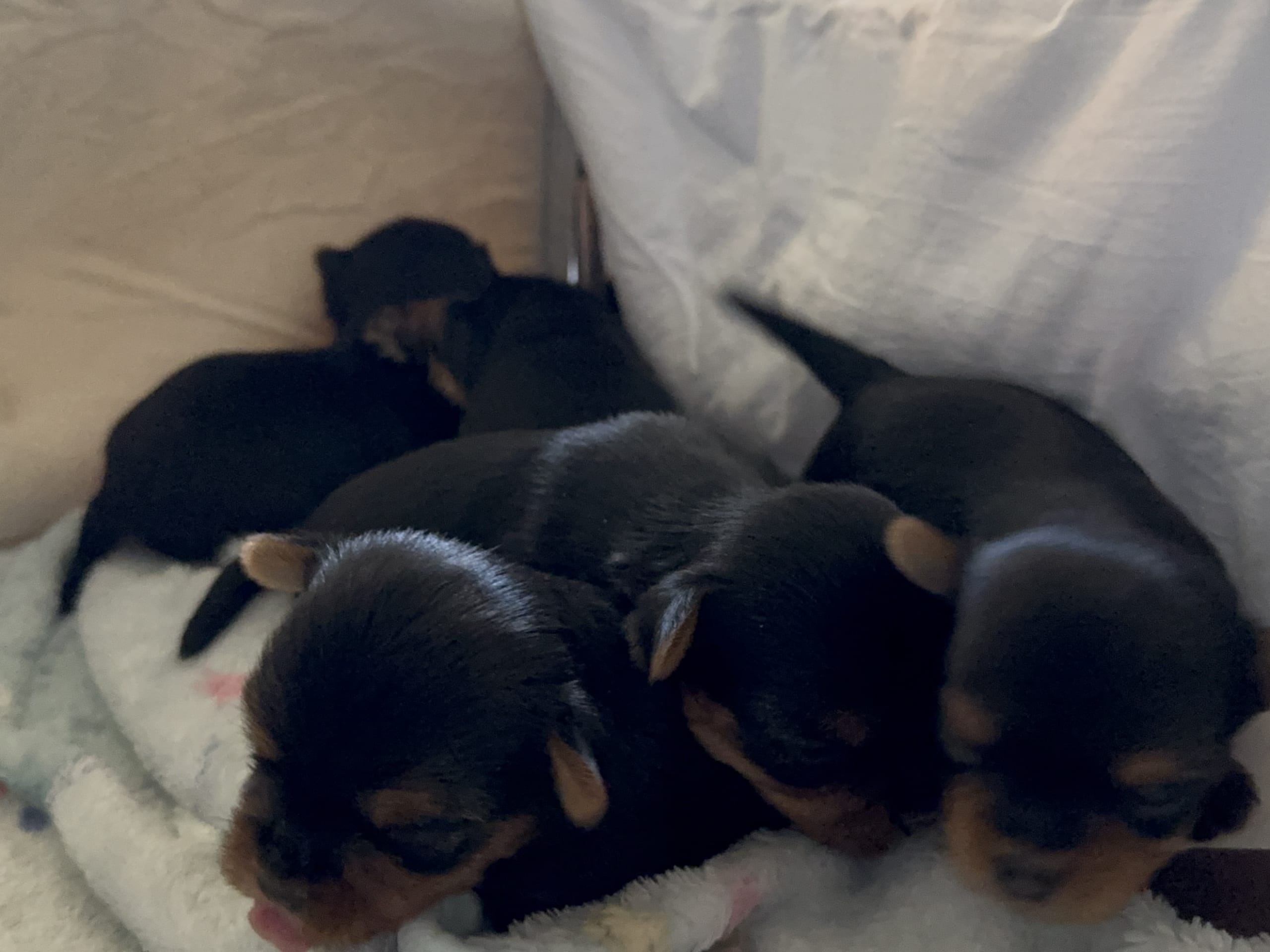 Sweet little Pollys