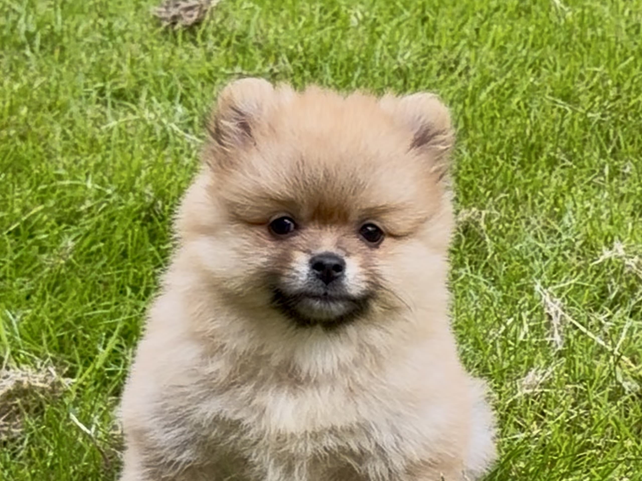 Puppy: Cookie