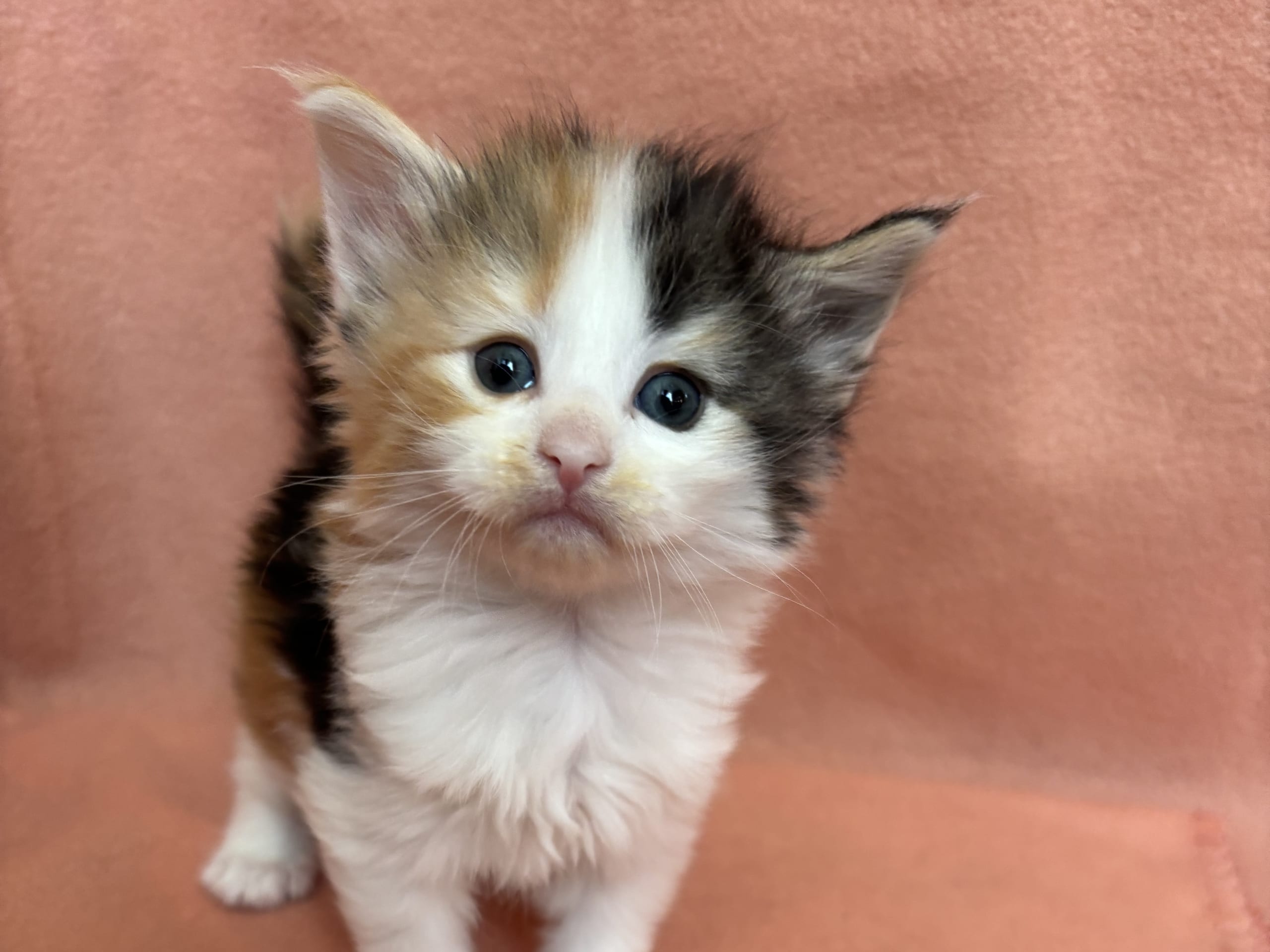 kitten: Dazy