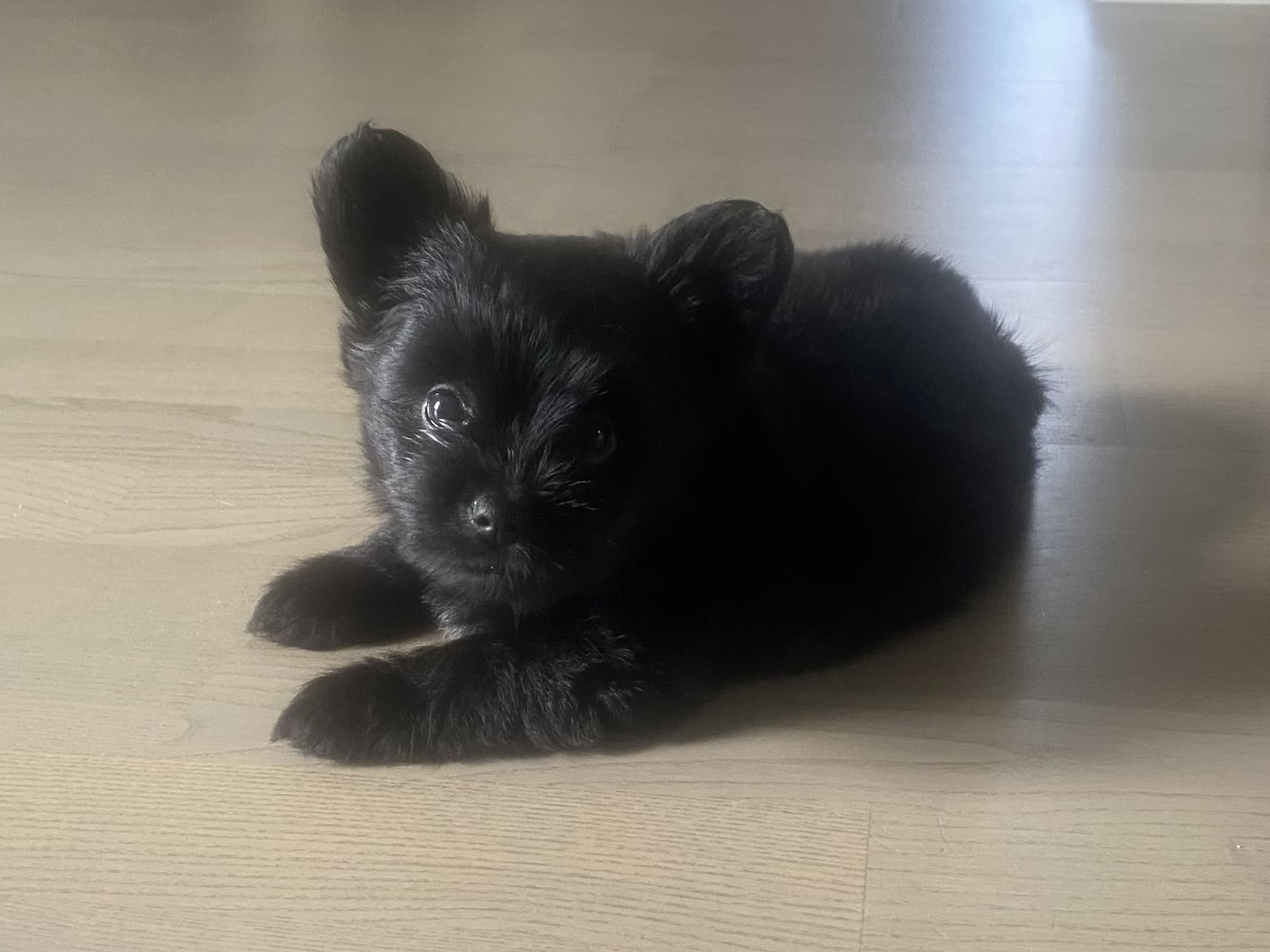 Puppy: Ava