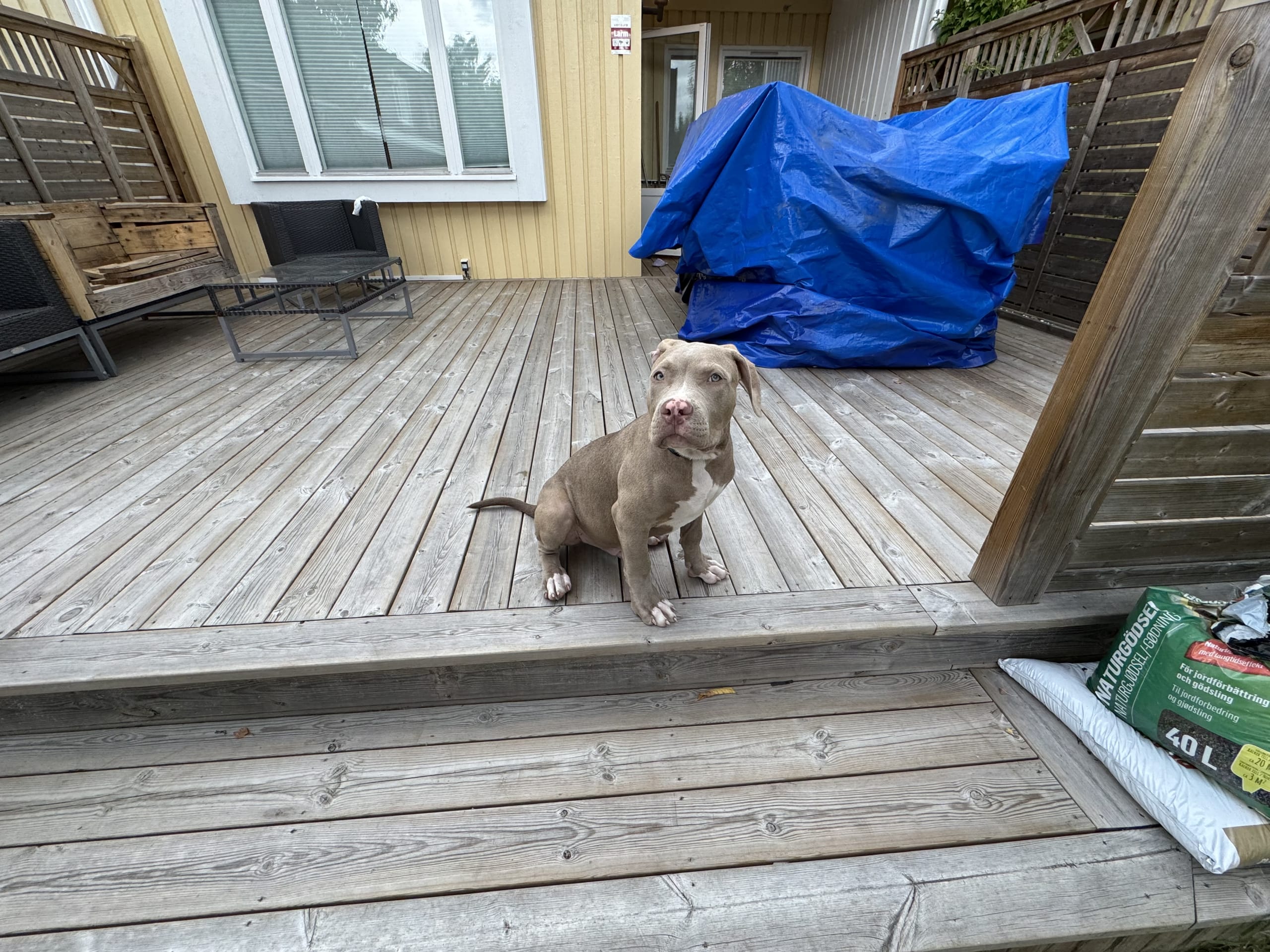 Puppy: Rocco