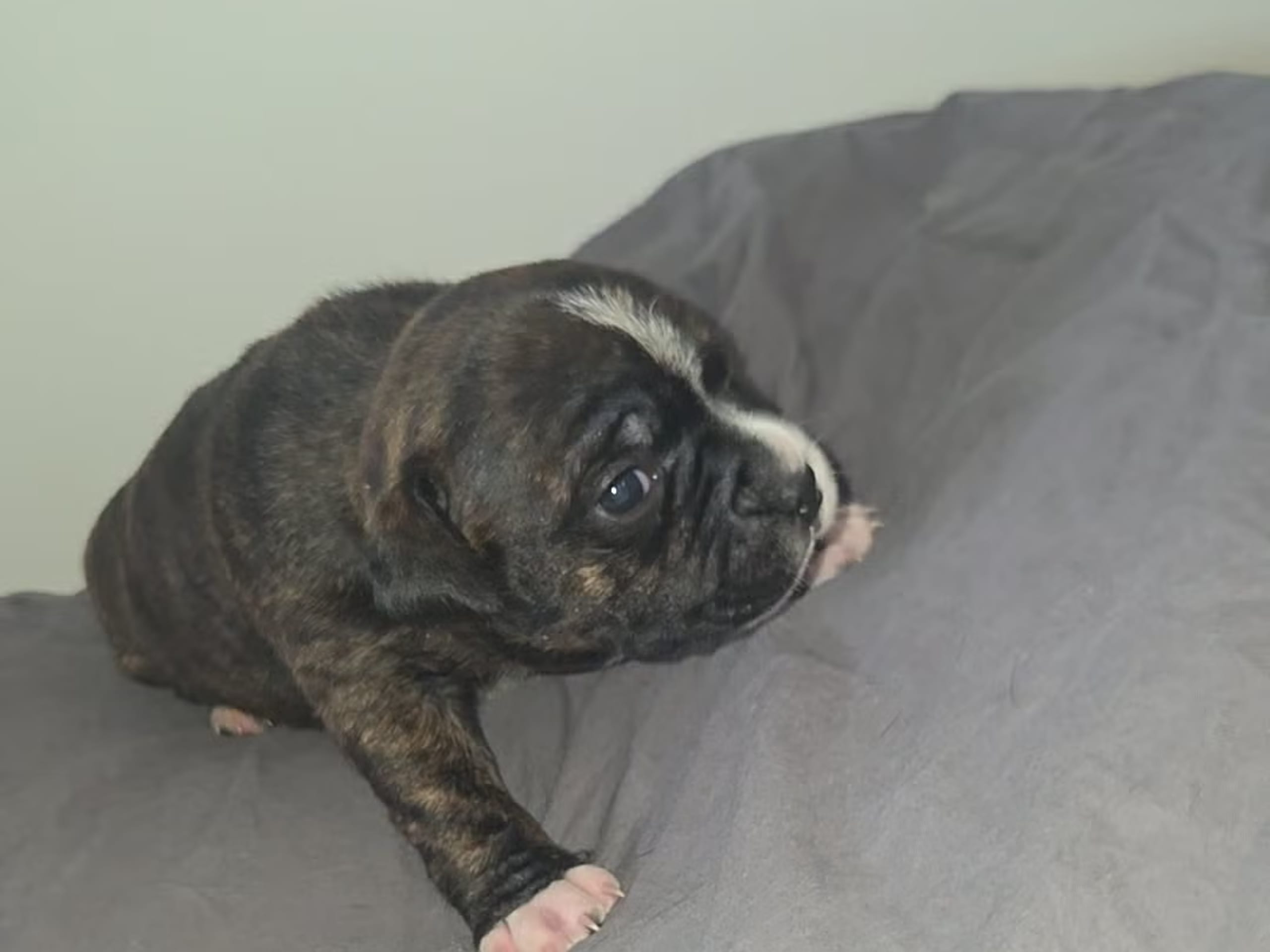 Puppy: Tik 2