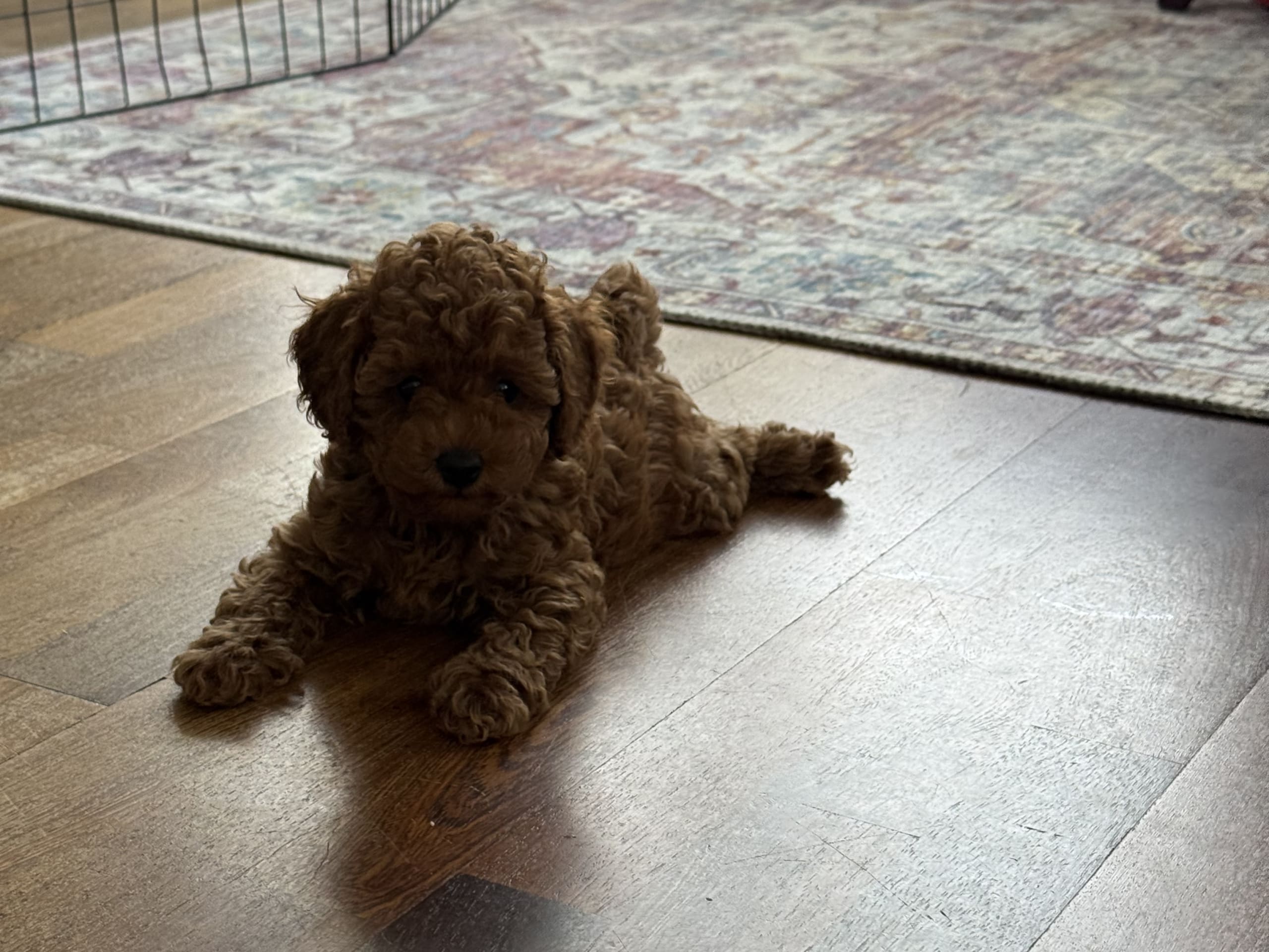 Puppy: Hane