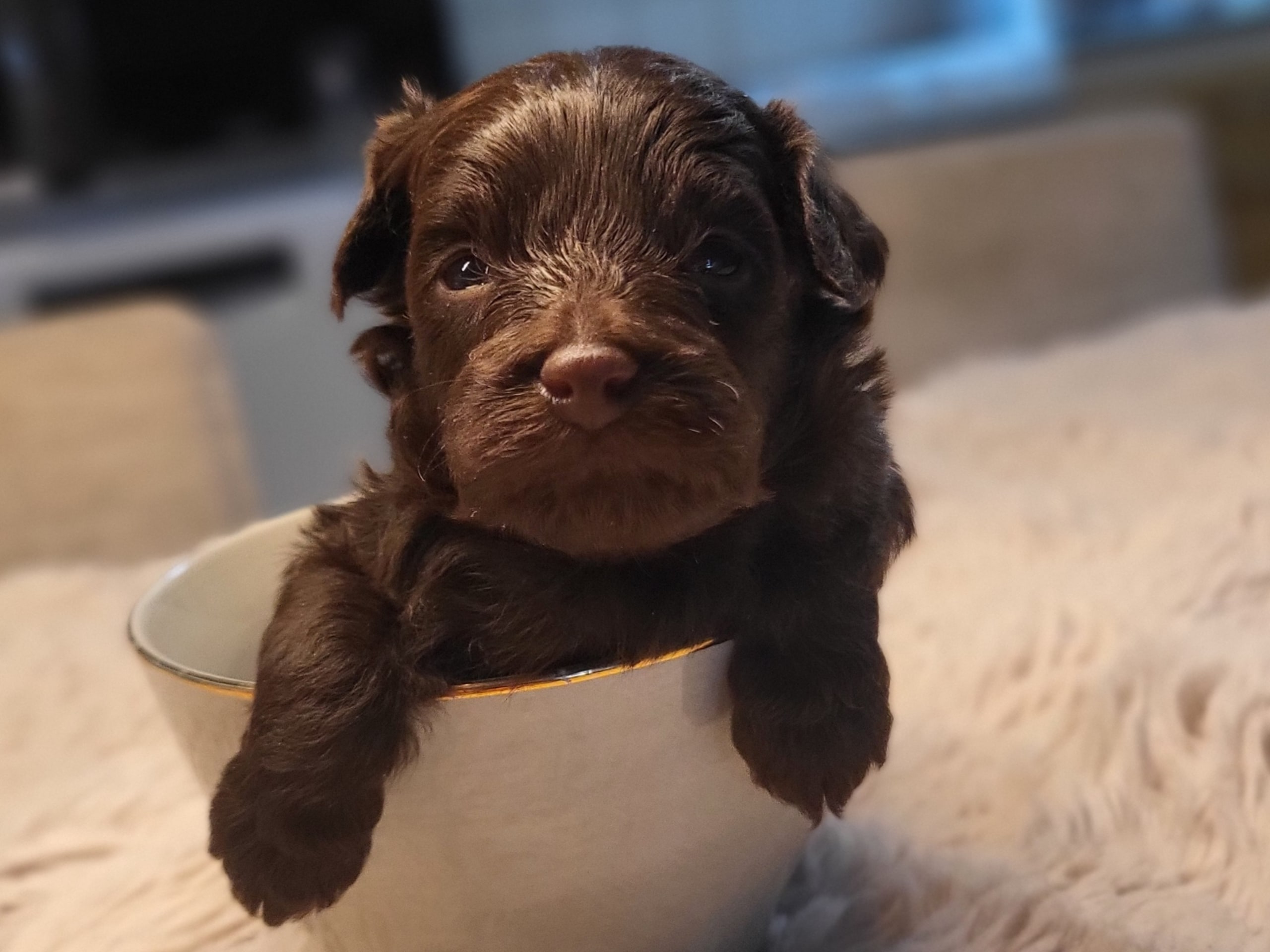 Puppy: Hane 1