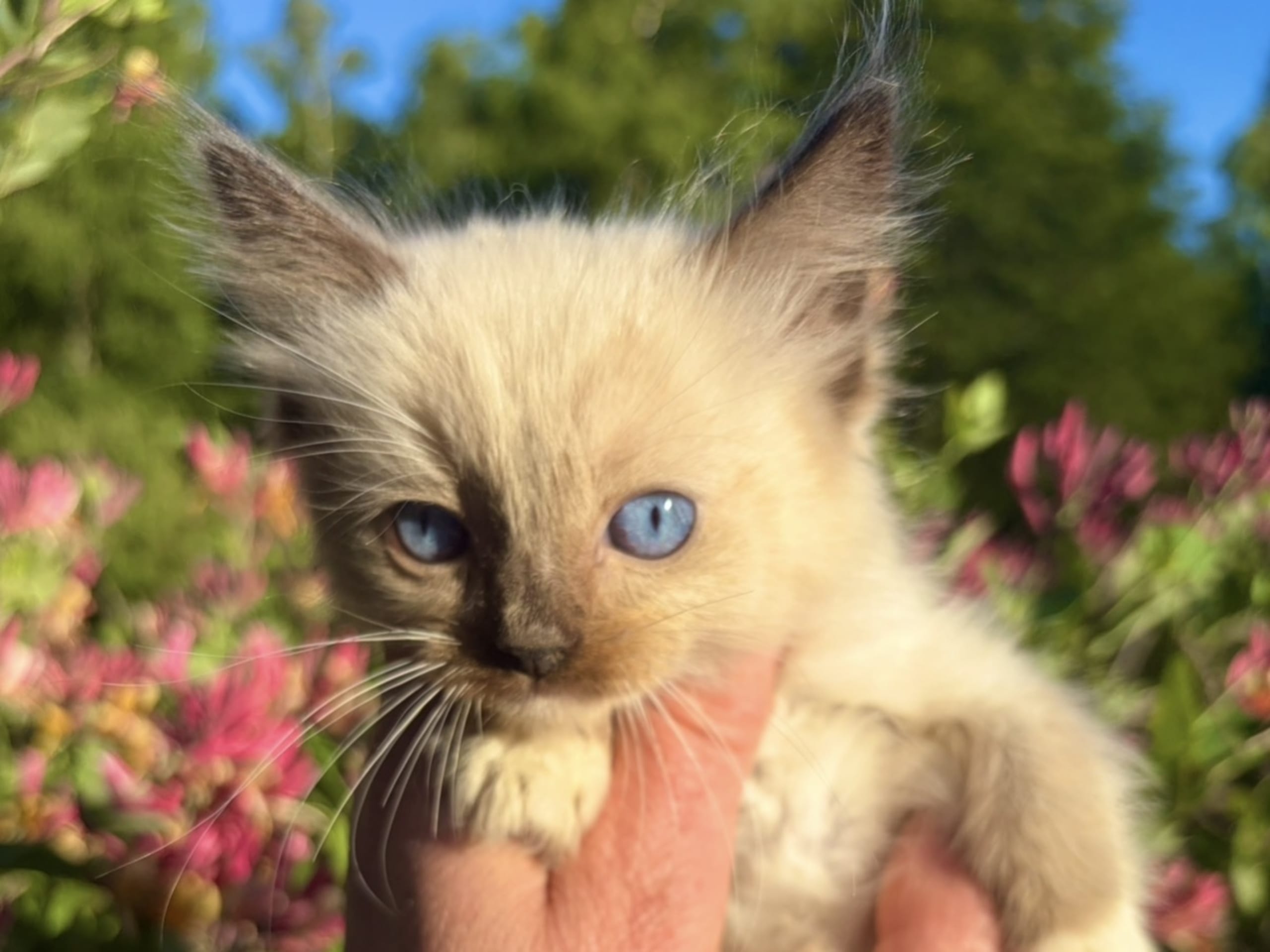 kitten: Hane 3