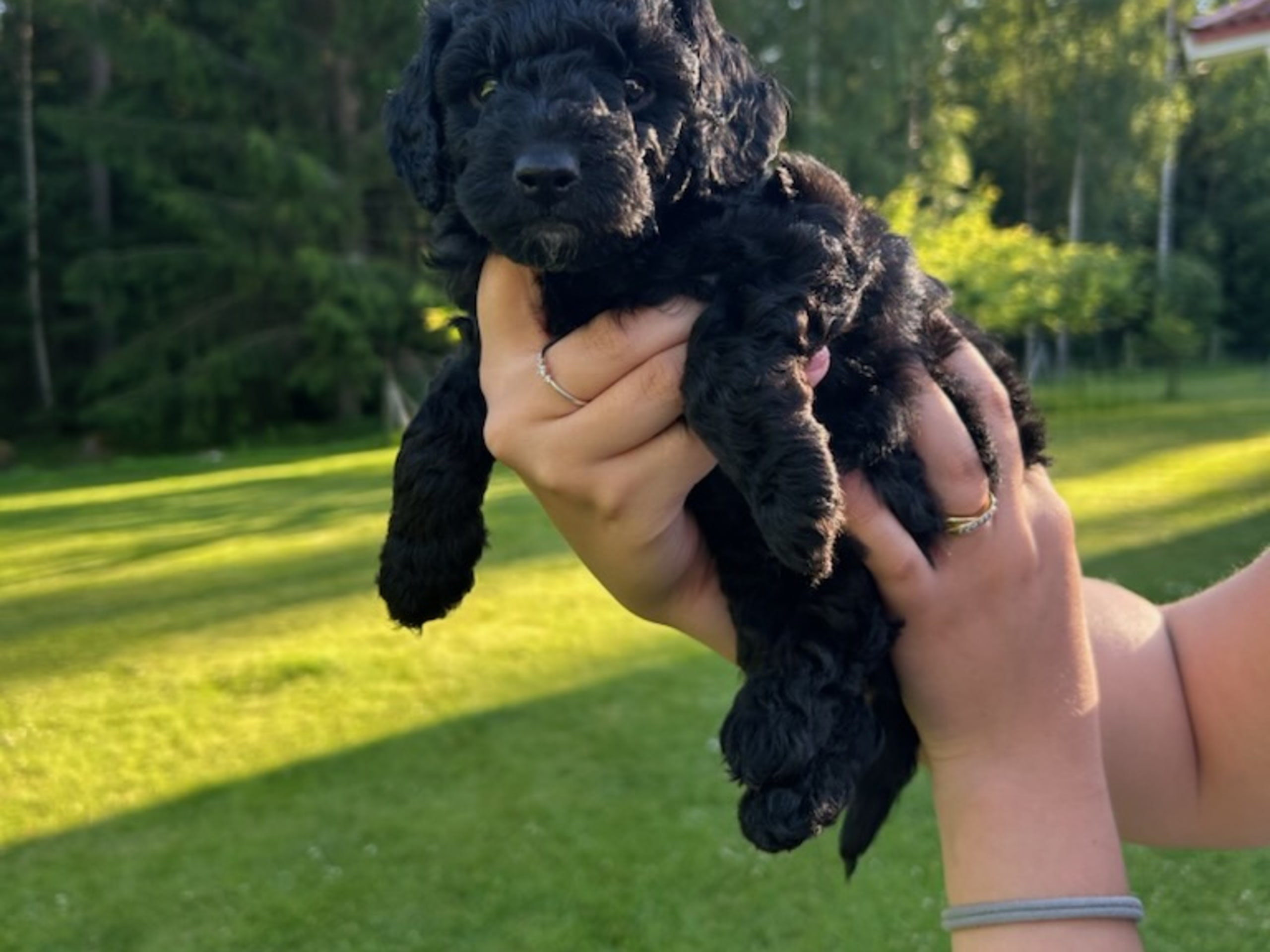 Puppy: Tik 1