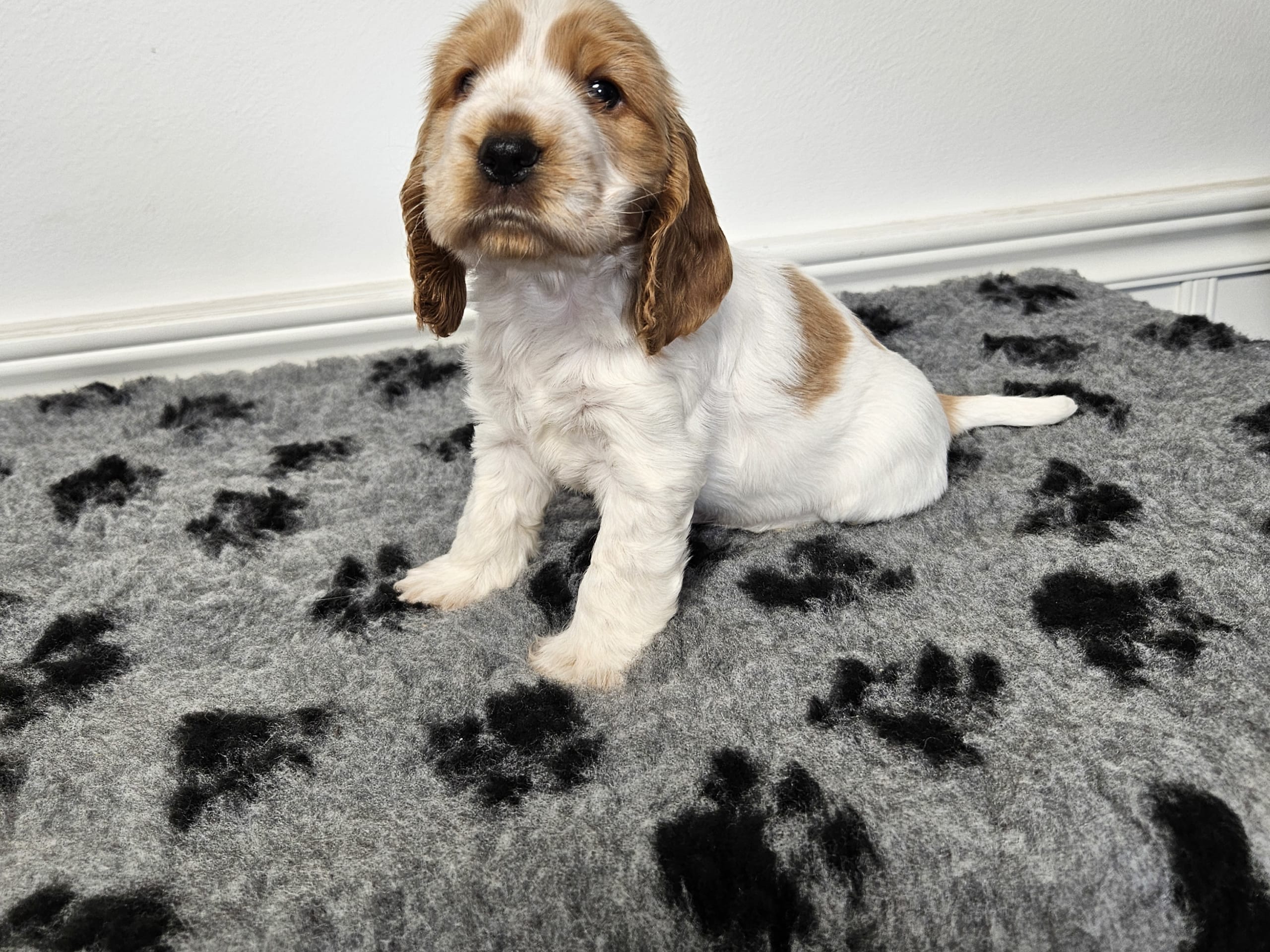 Puppy: Norris Dream Cocker Lotus