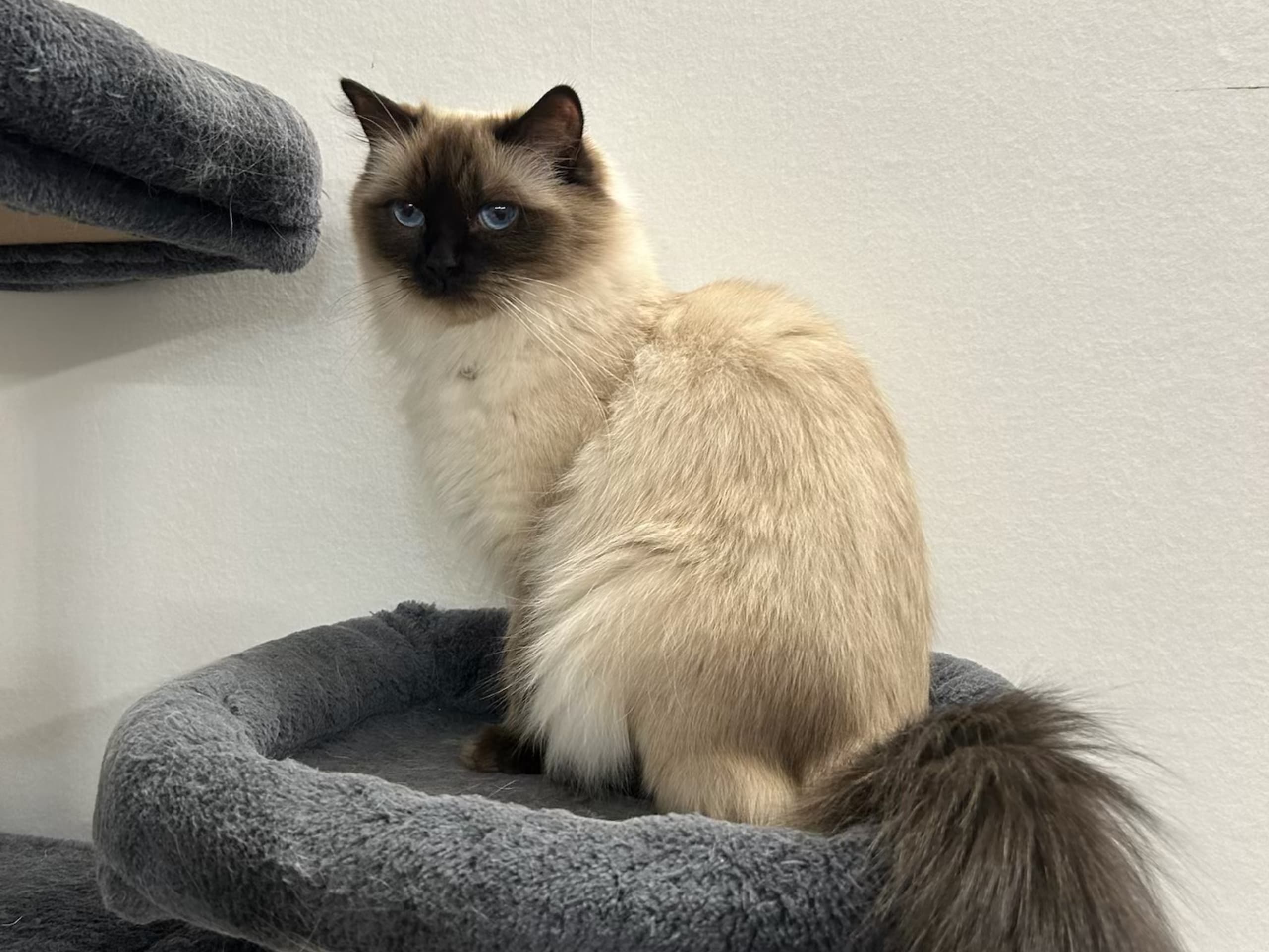 Cat: Cersei
