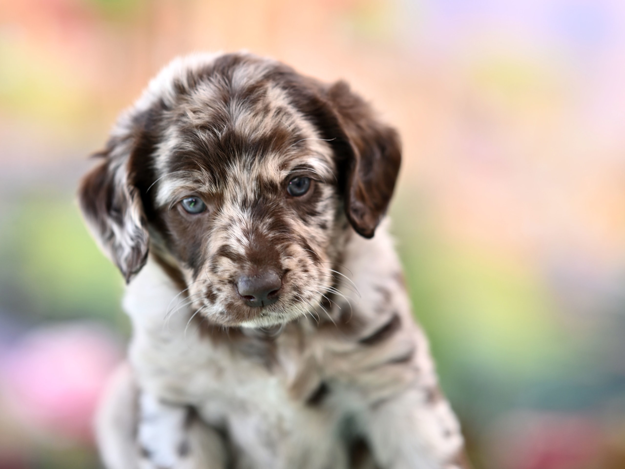 Puppy: Pepino Tingad