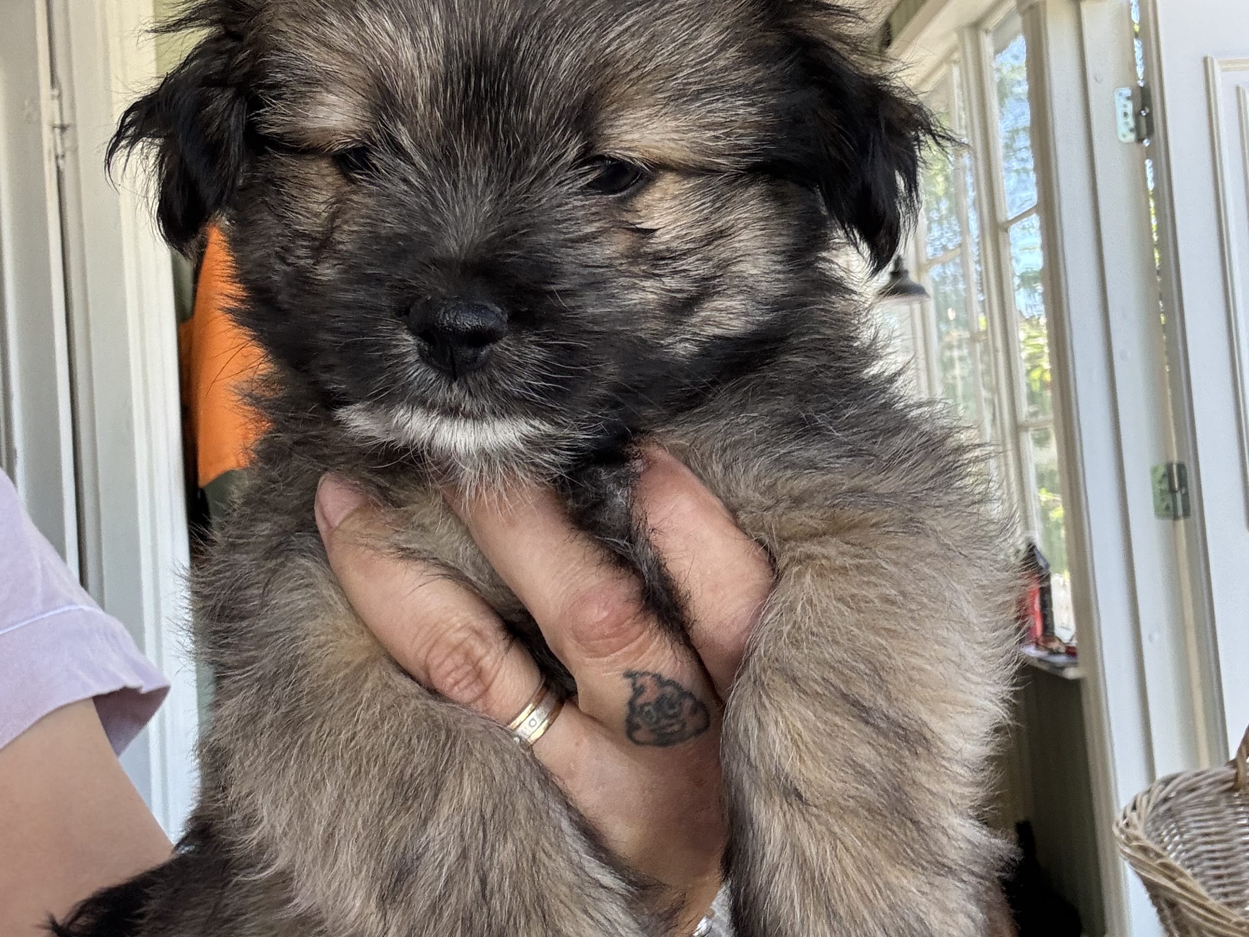 Puppy: Gizmo