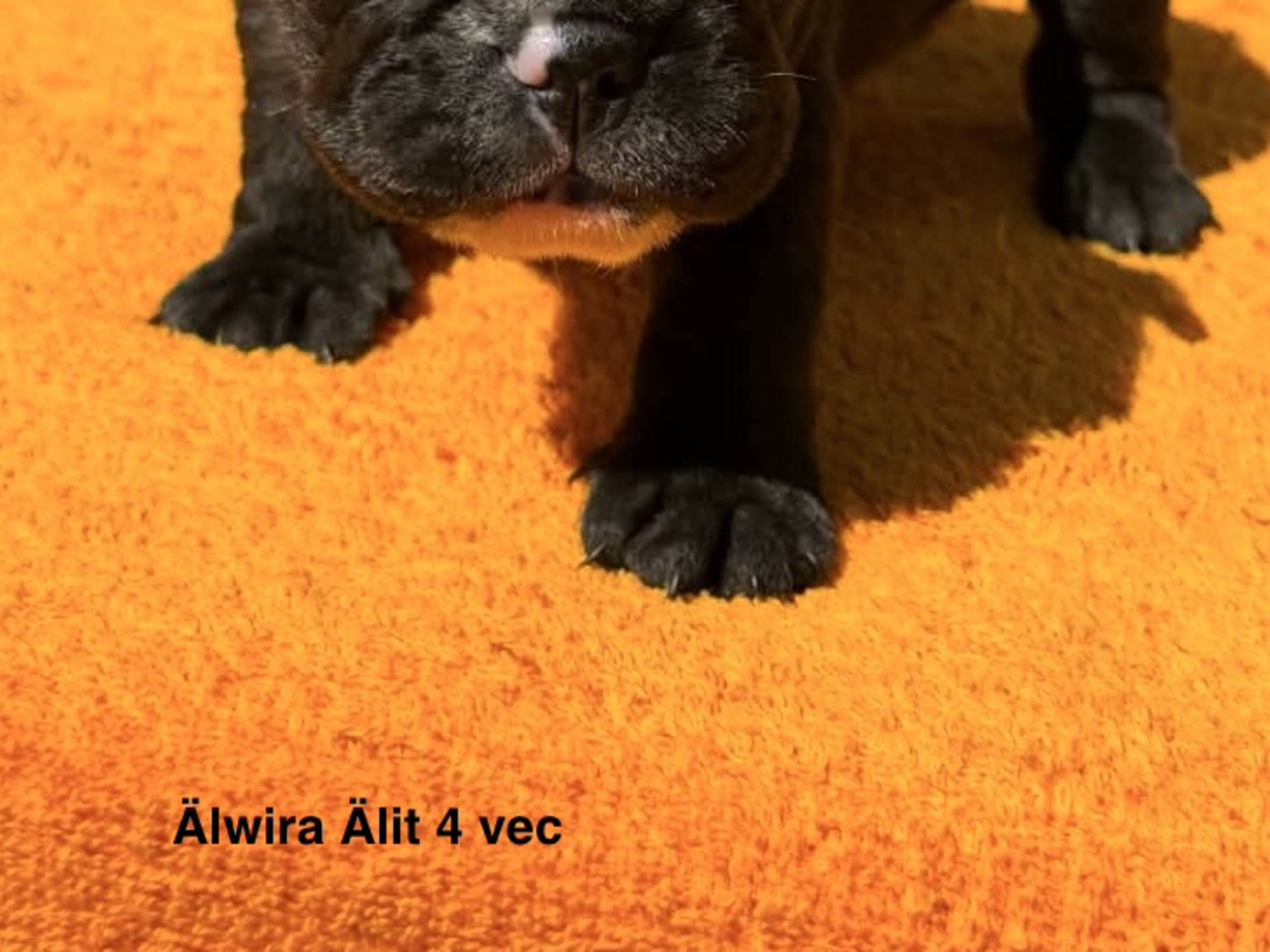 Puppy: Älwira Älit