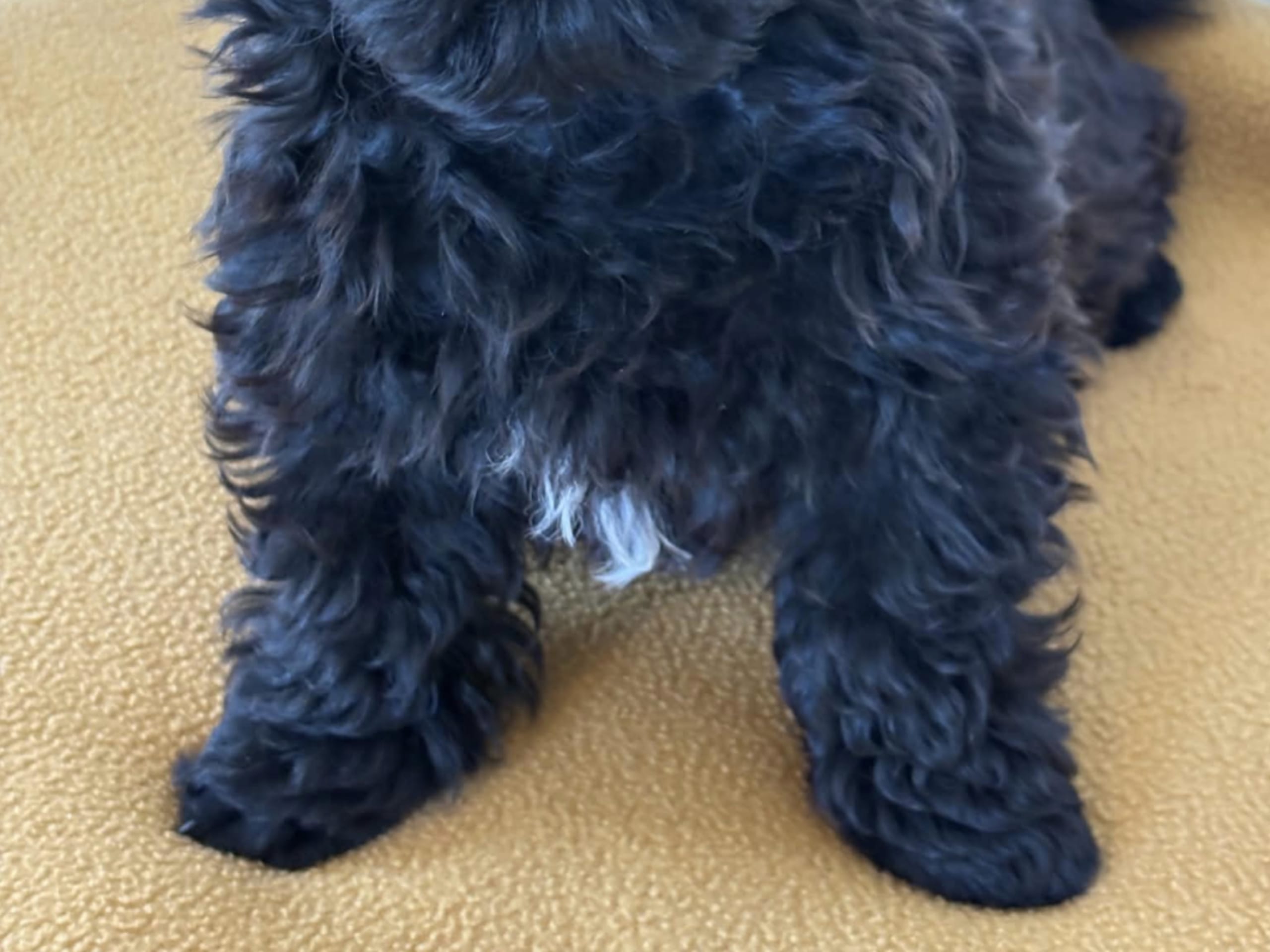 Puppy: Hane 3