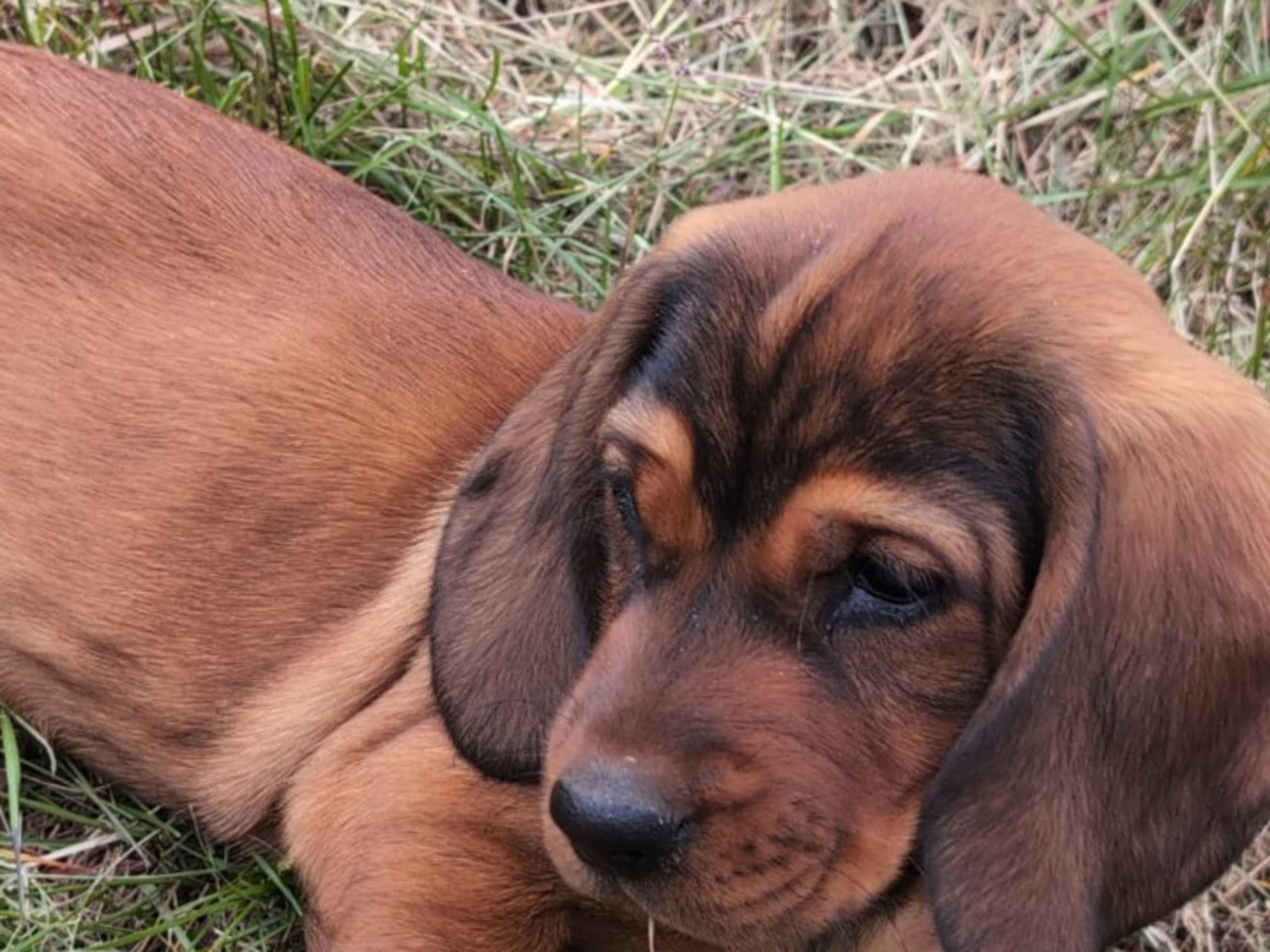 Puppy: Aron