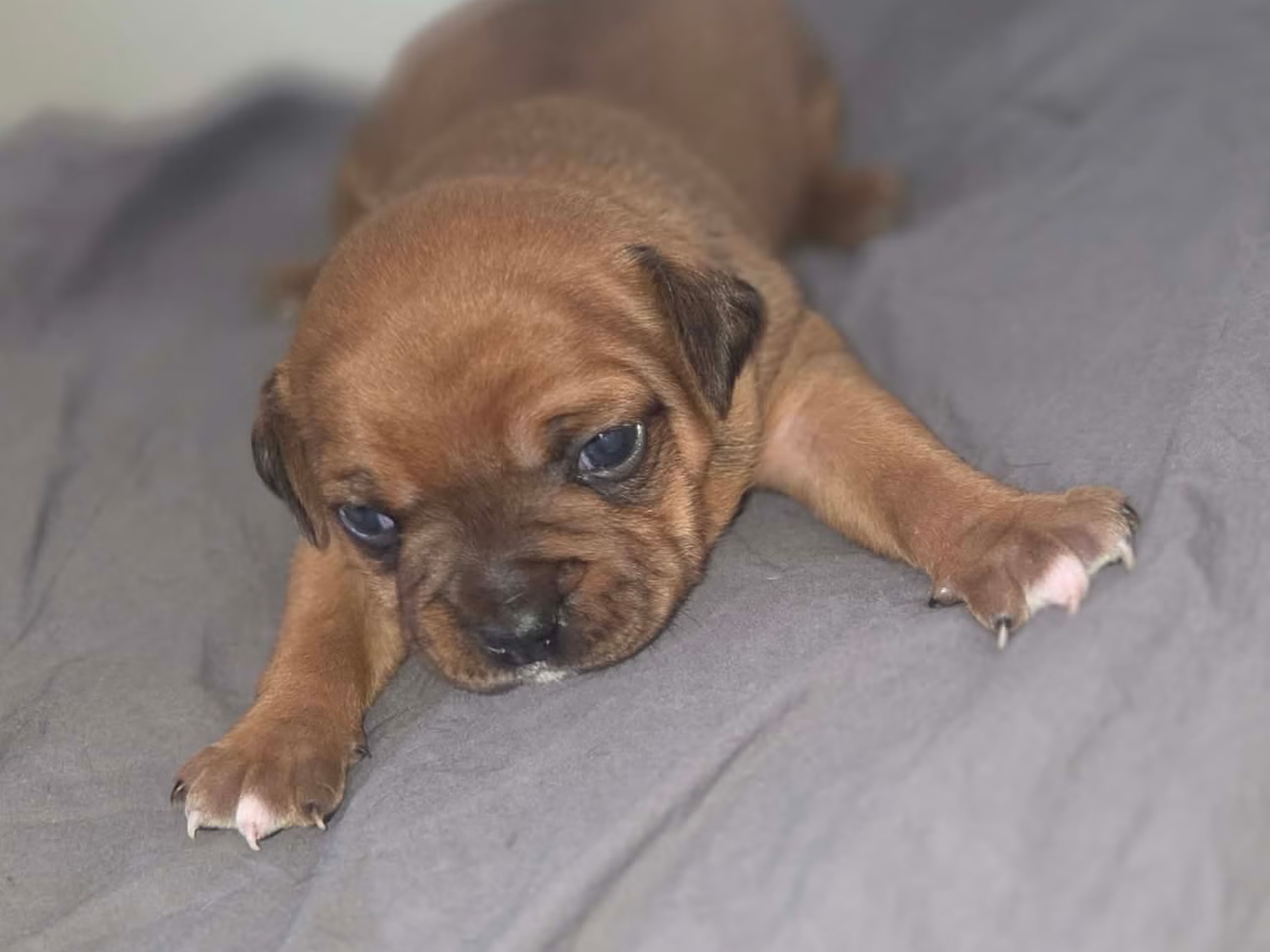 Puppy: Hane 2