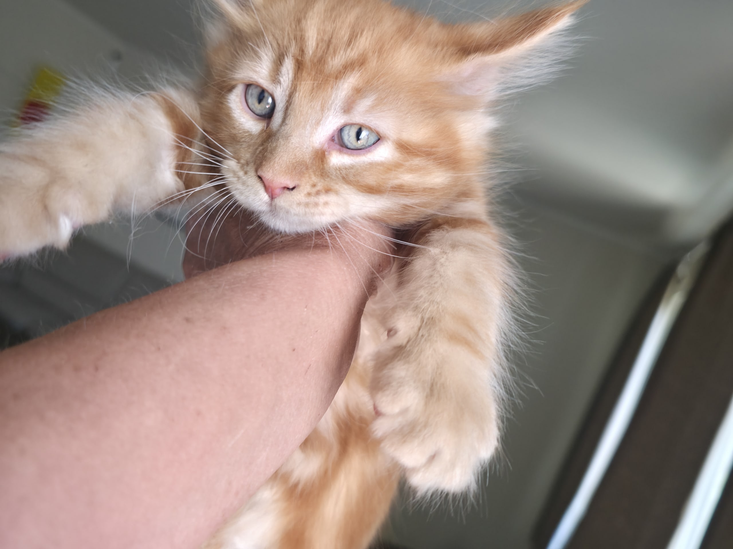 kitten: Hane 1