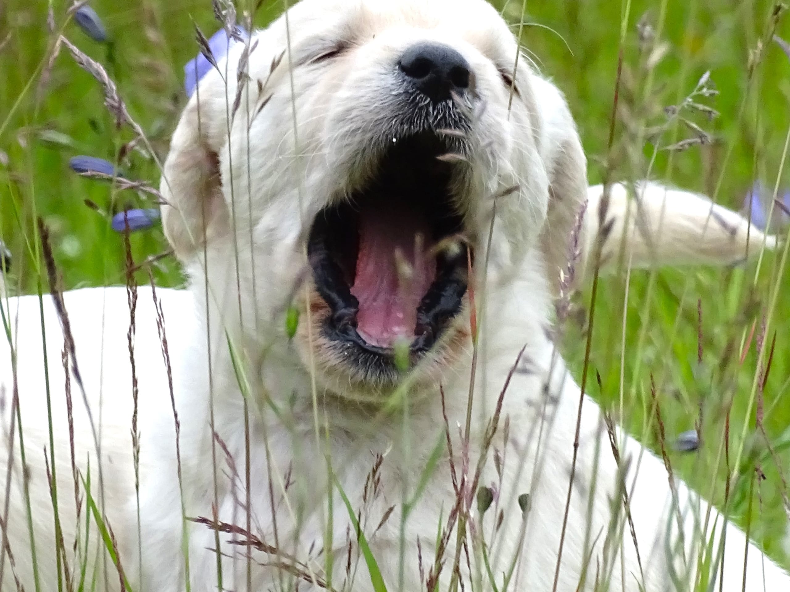 Puppy: Automatix