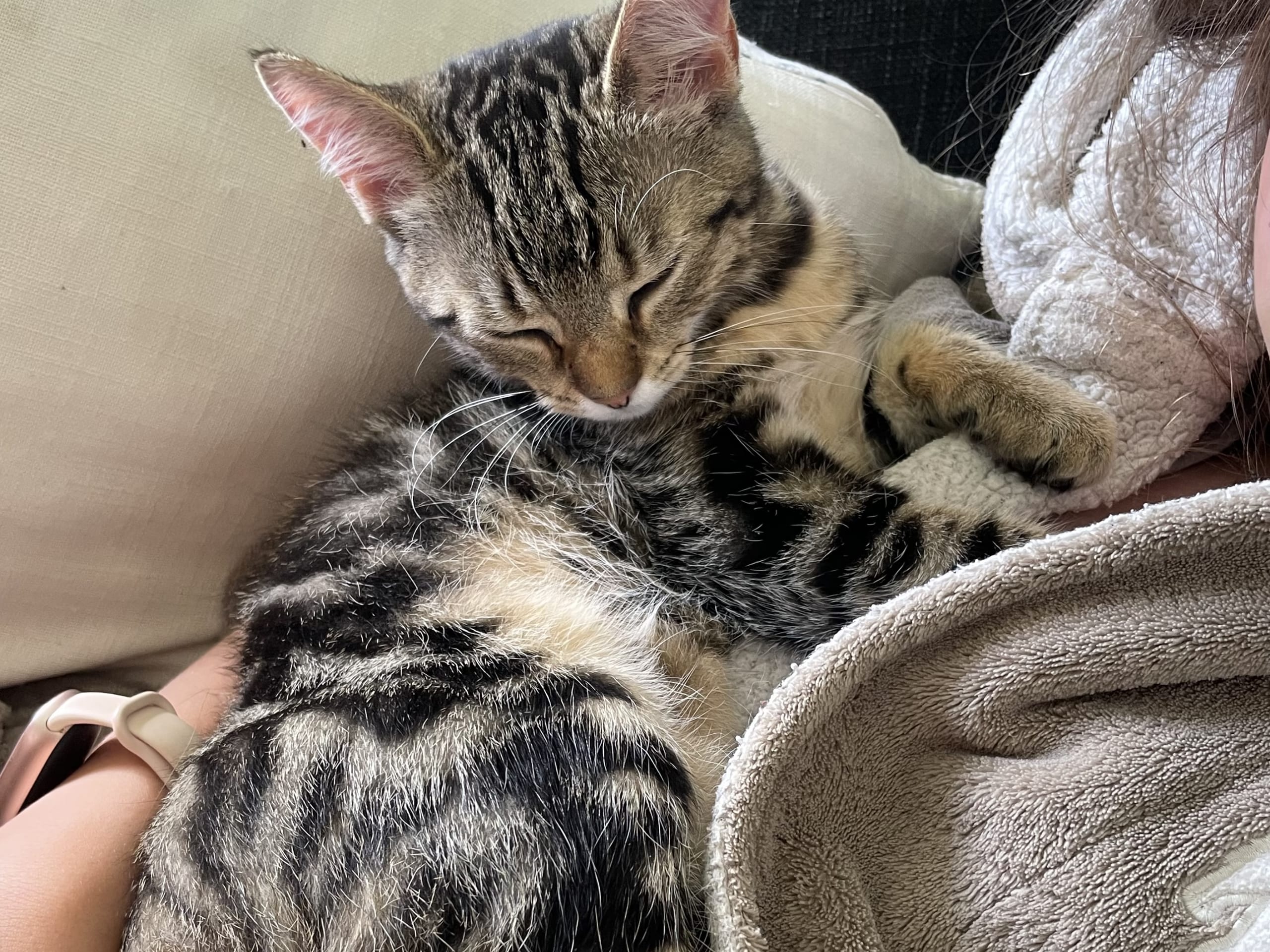 kattunge: Hona 1