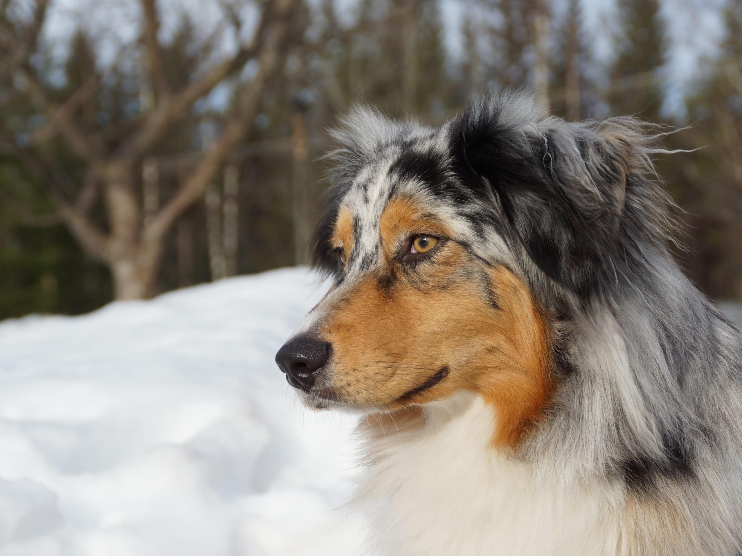 Father: Rocky