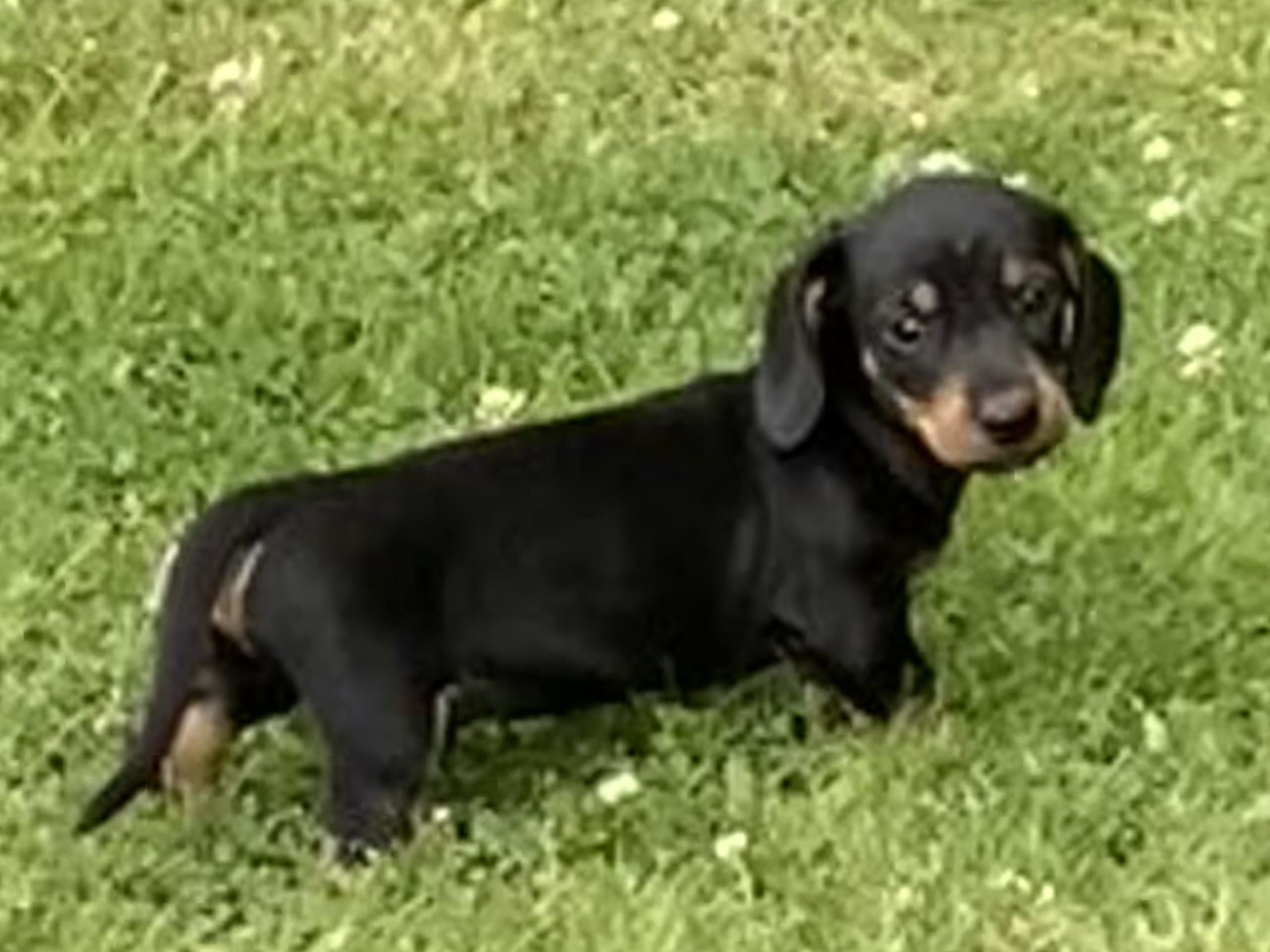 Puppy: Tik 2