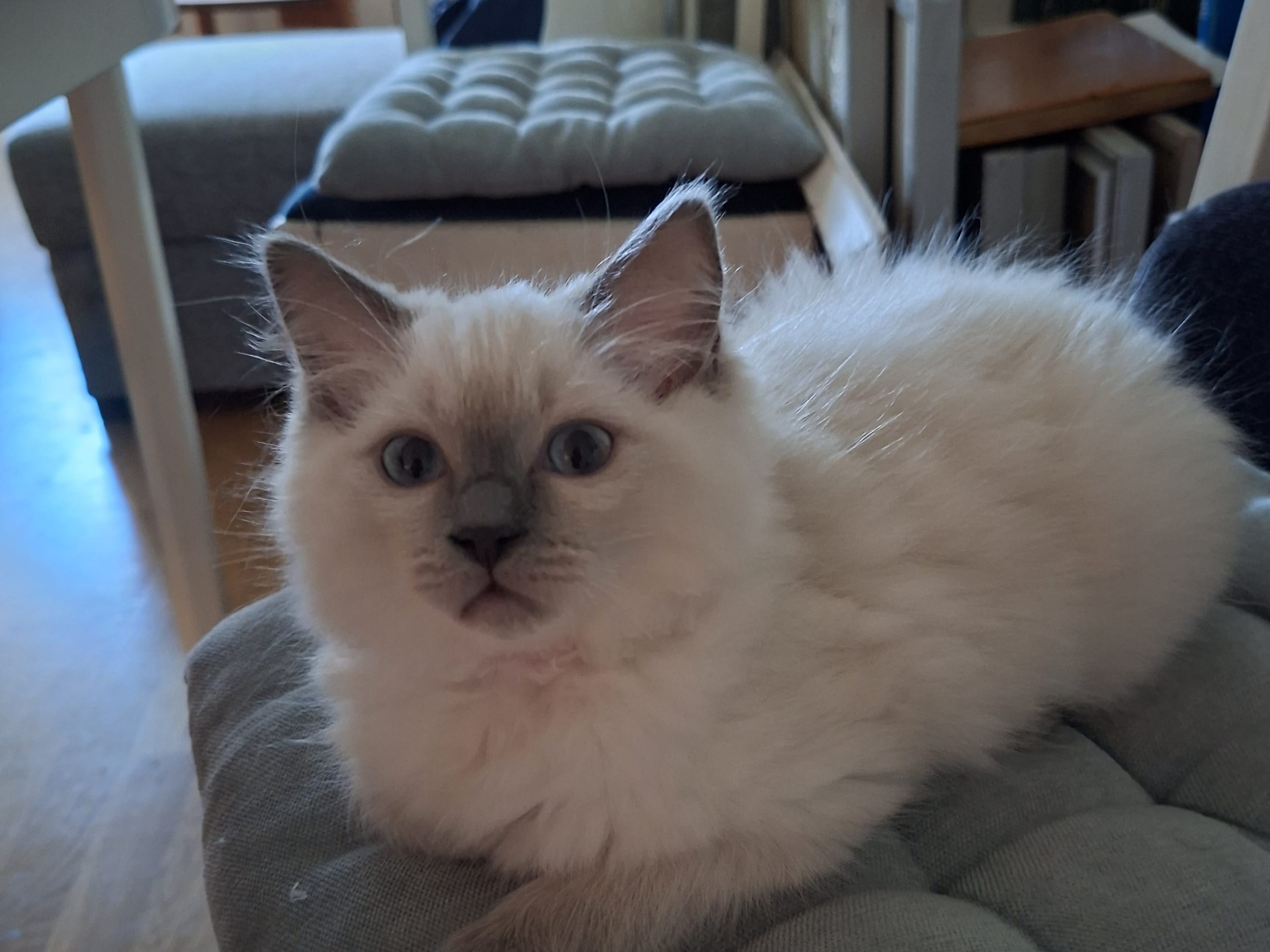 Freja