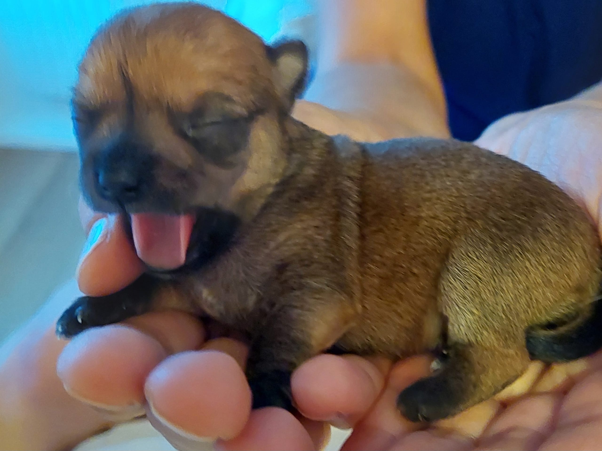 Puppy: Tik 3 Bruna (Tingad)