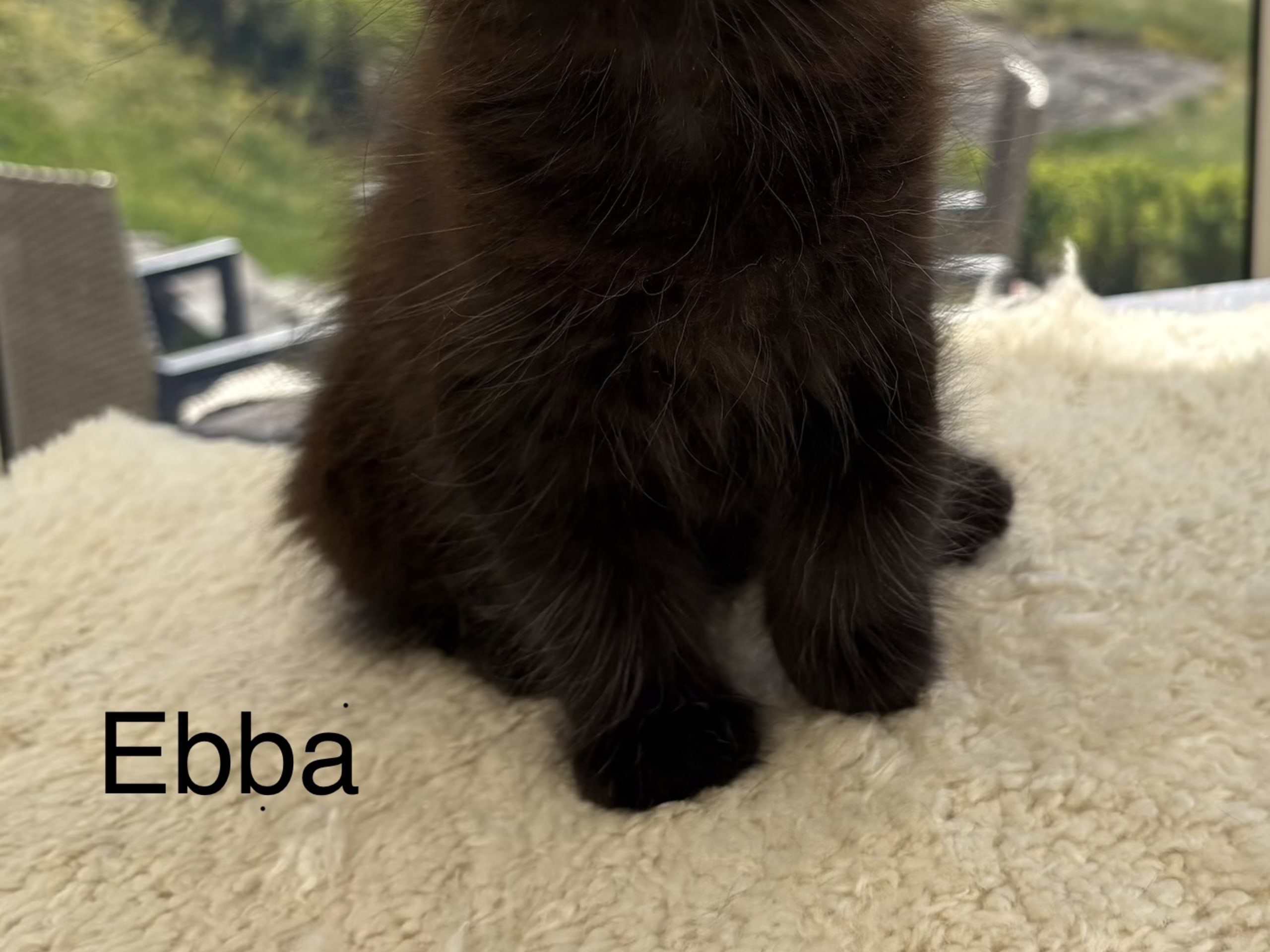 Ebba