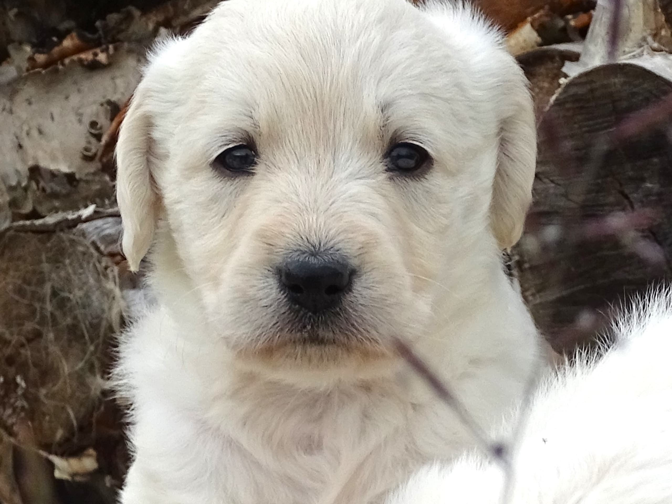 Puppy: Bonemine