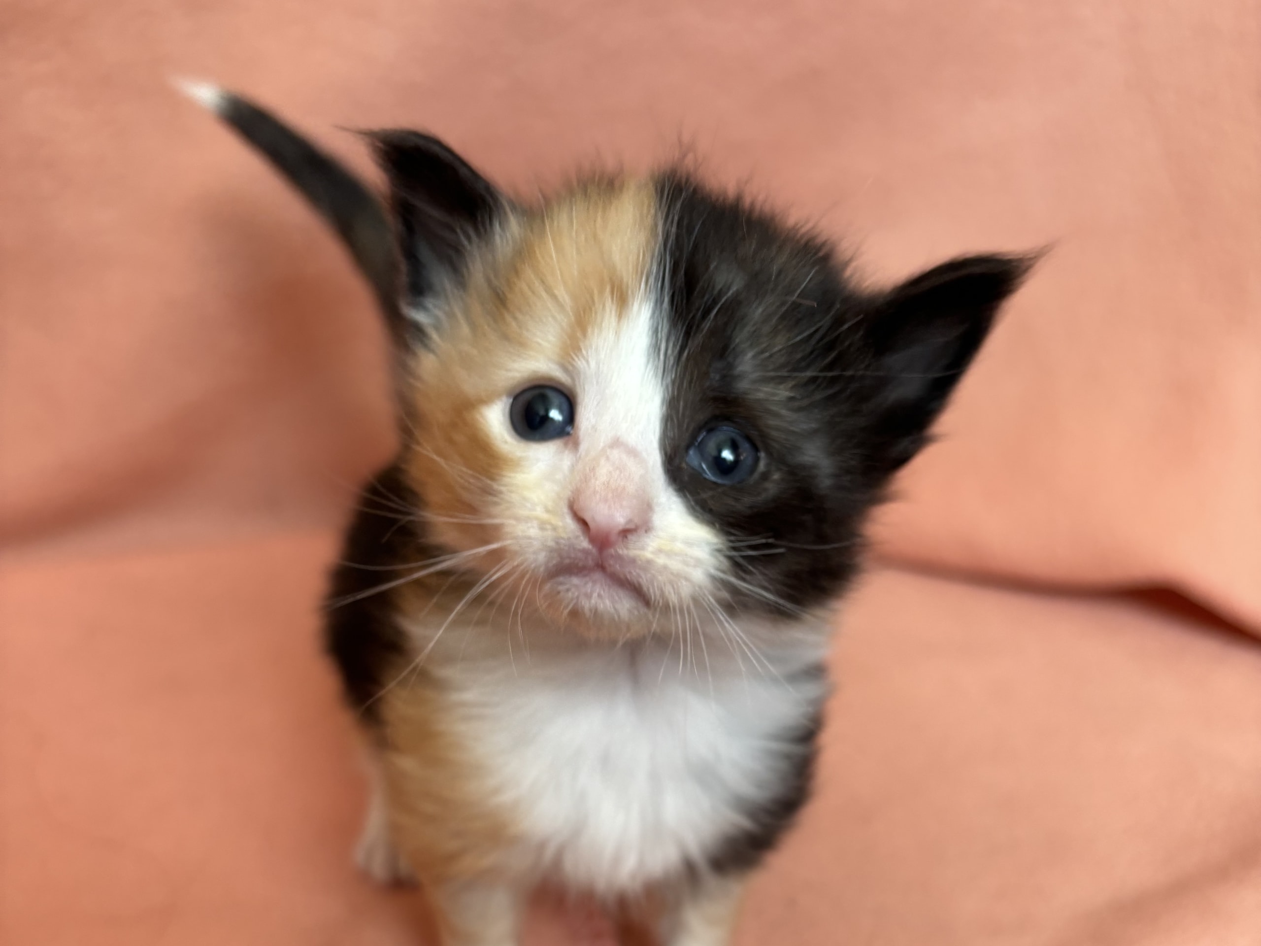kitten: Dahlia