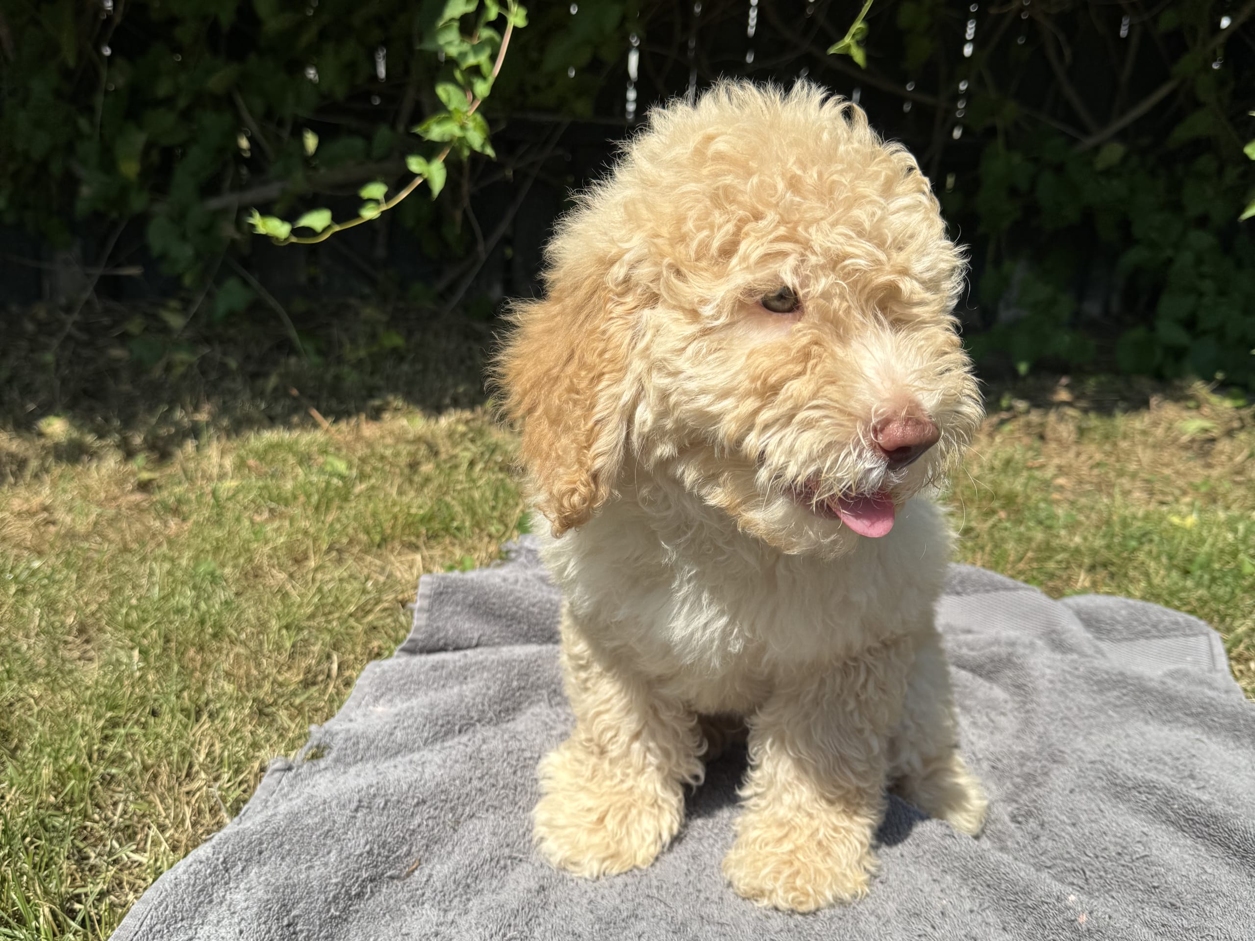 Puppy: Hane 1