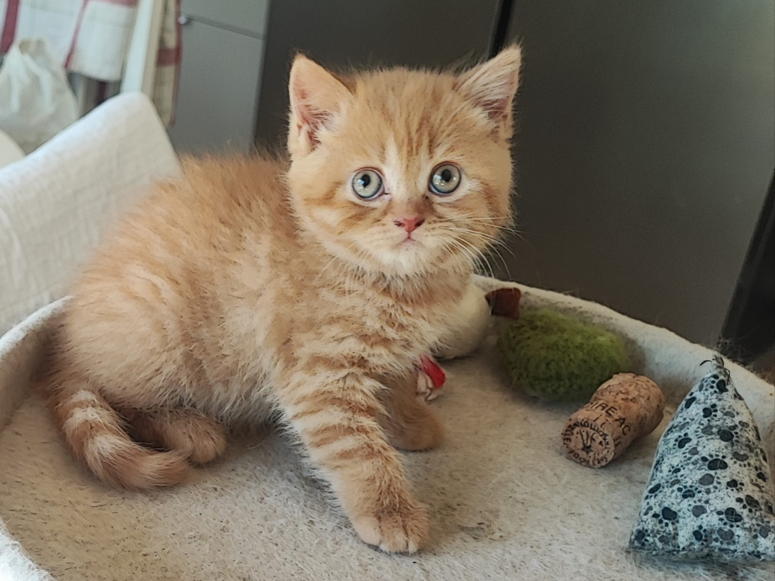 kitten: Hona 4