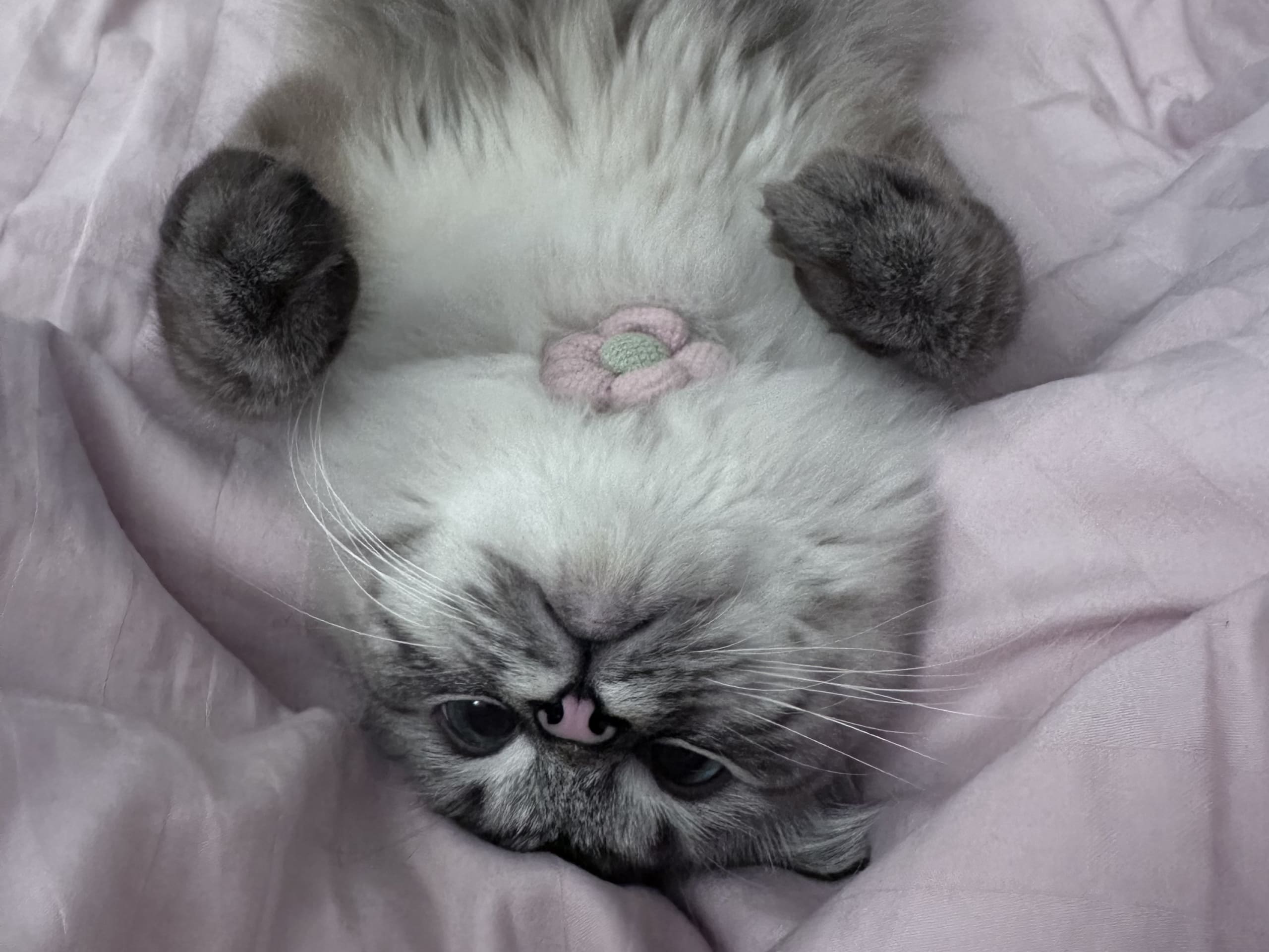 Cat: Tyson
